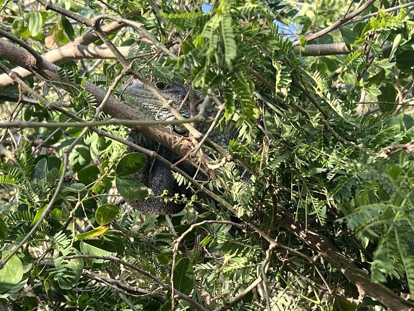 The stuff I find in trees in ponce