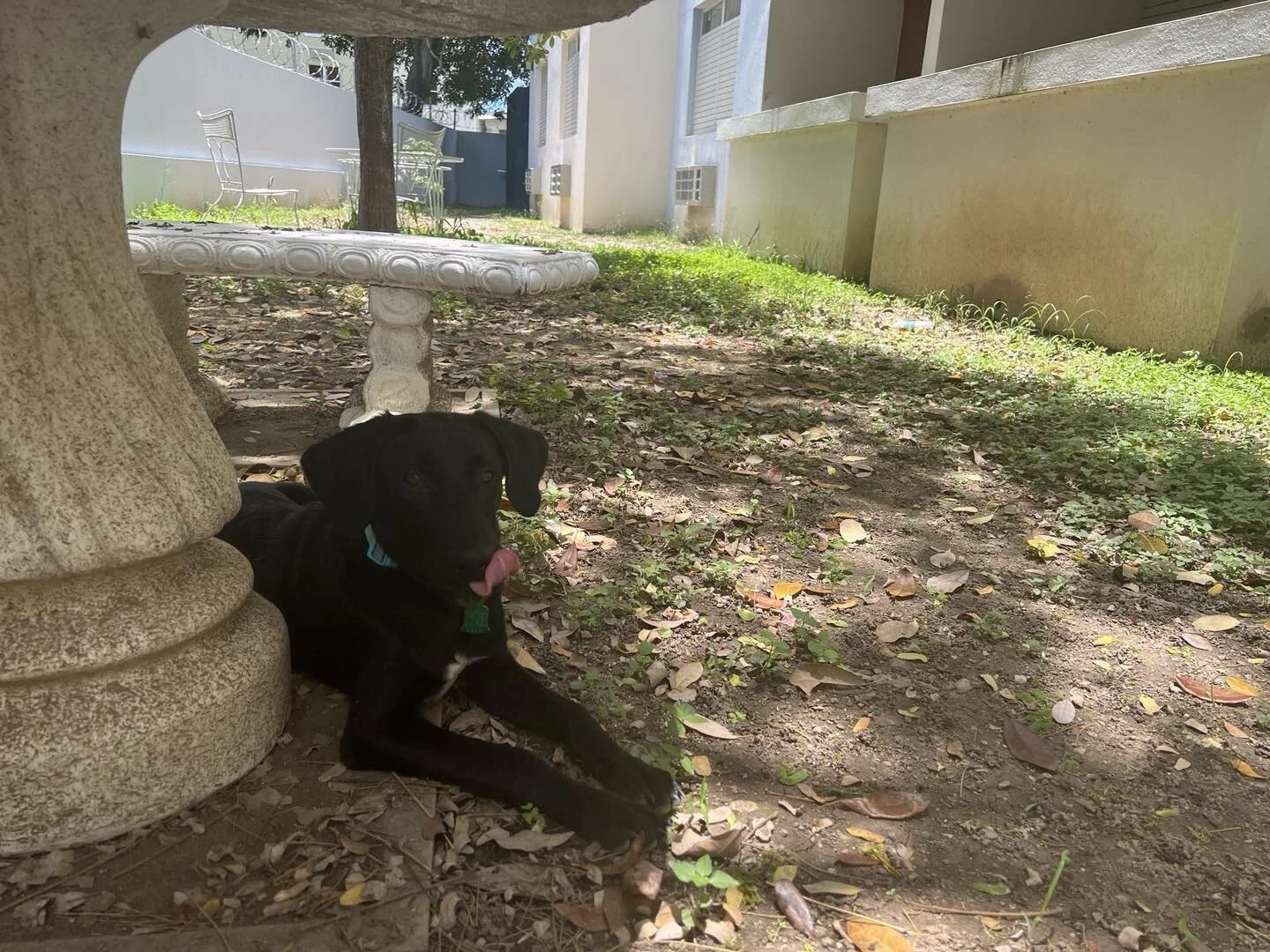 Puerto Rico has 250 thousand homeless dogs , the average dog doesn&rsquo;t see it&rsquo;s 2 nd birthday due to poor nutrition an a rough environment. I rescued this 5 month old , he was in a abandoned building we worked at. He&rsquo;s now got all his