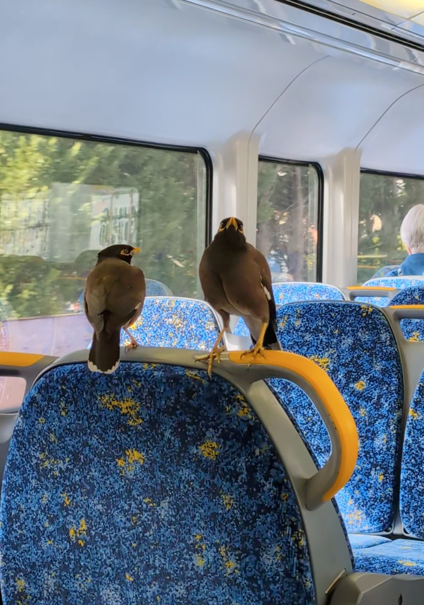 Birds on trains