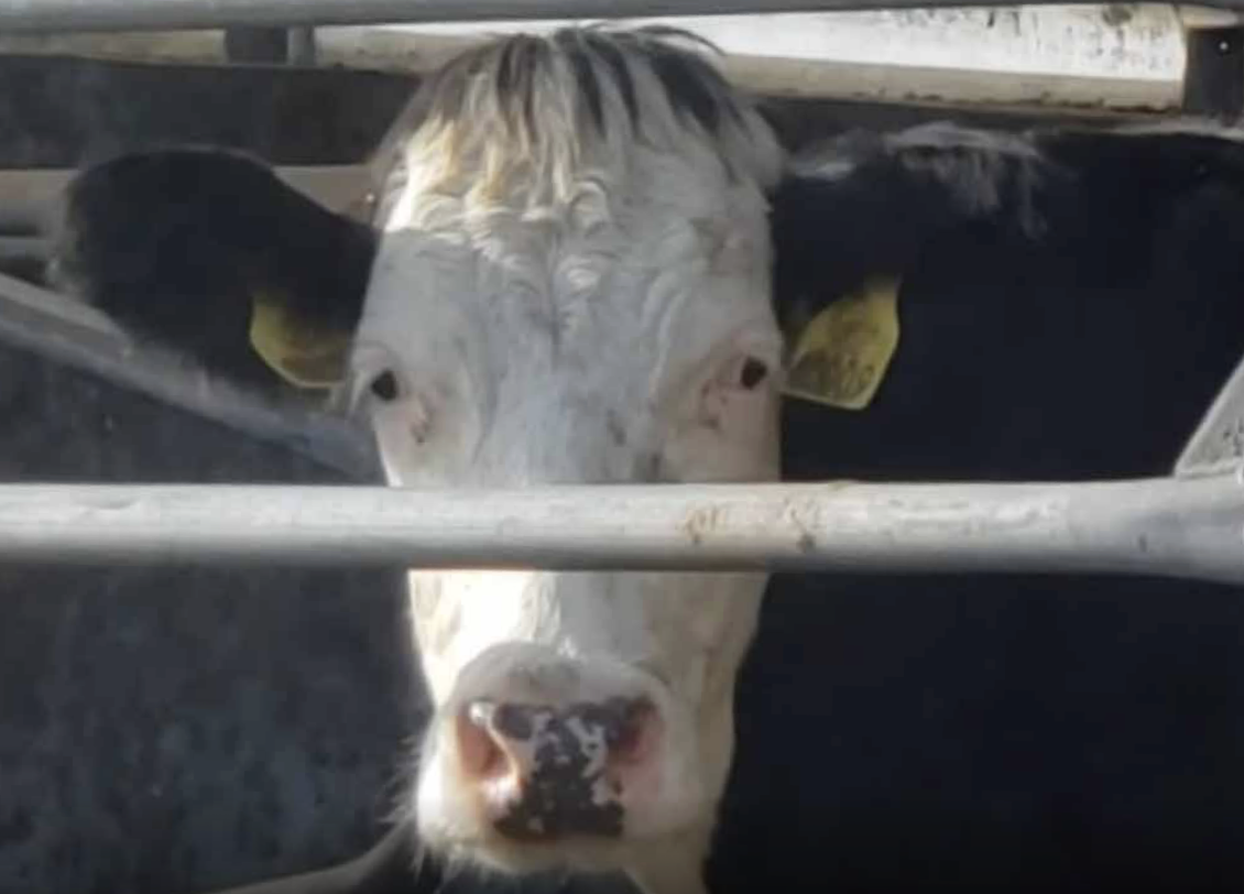 Moving past the systemic failures that impact farmed animal welfare