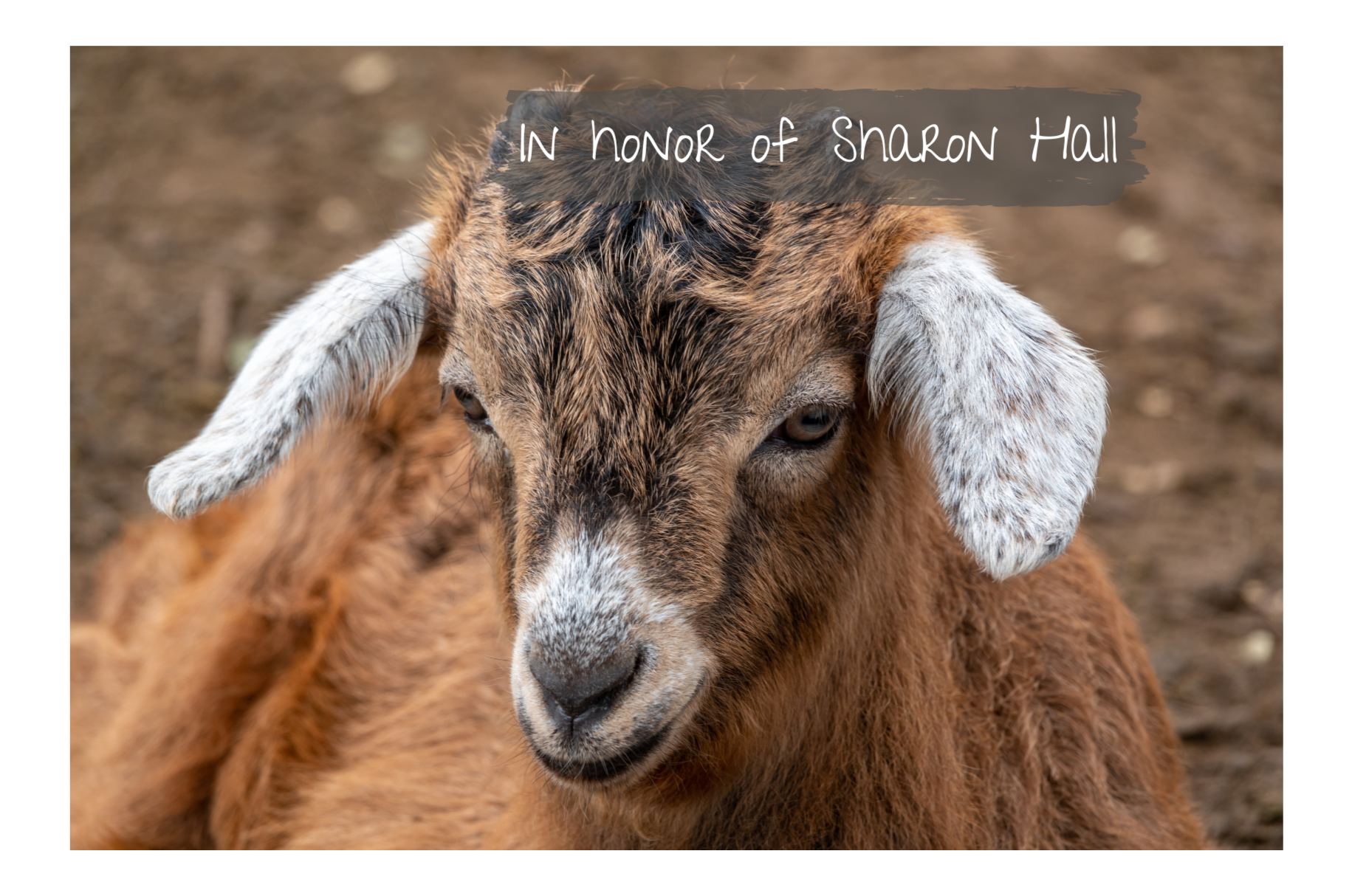 In honor of Sharon Hall and Animal Advocates of 1st Unitarian Church of Albuquerque, from Dave and Ilene Steele