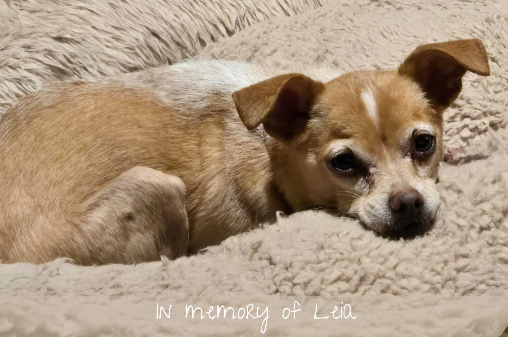 In loving memory of Leia: spunky, affectionate, patient, smart, funny, self-confident, lover of life and laps. You will always be a member of our pack.