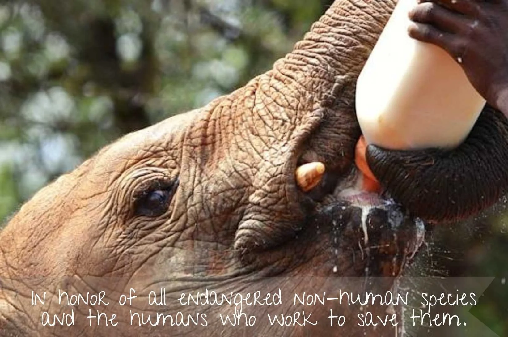 In honor of all endangered non-human species and the humans who work to save them.