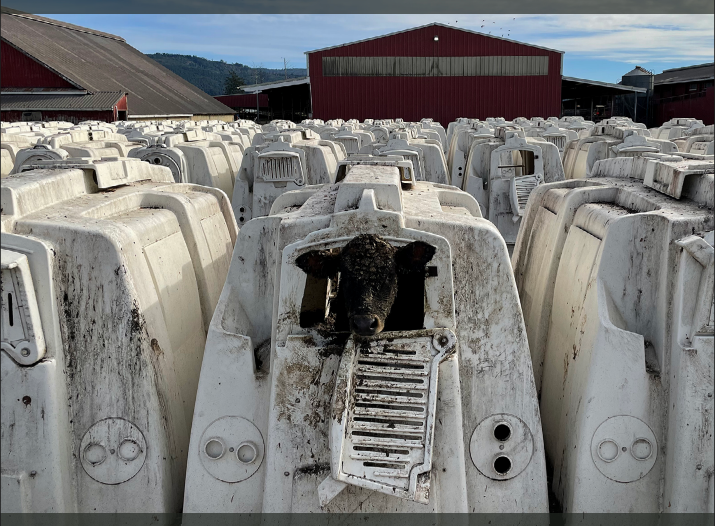 Moving past the systemic failures that impact farmed animal welfare