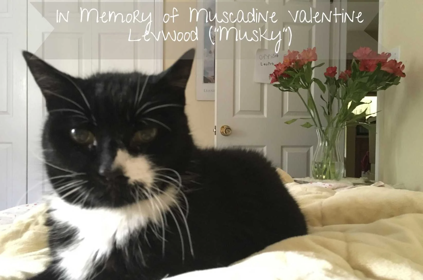 In loving memory of a healing force in our lives. Thank you, Musky, for loving us, protecting us, and sharing life with us for 17 years. We love you & miss you always. You are always in our hearts. ♡ 