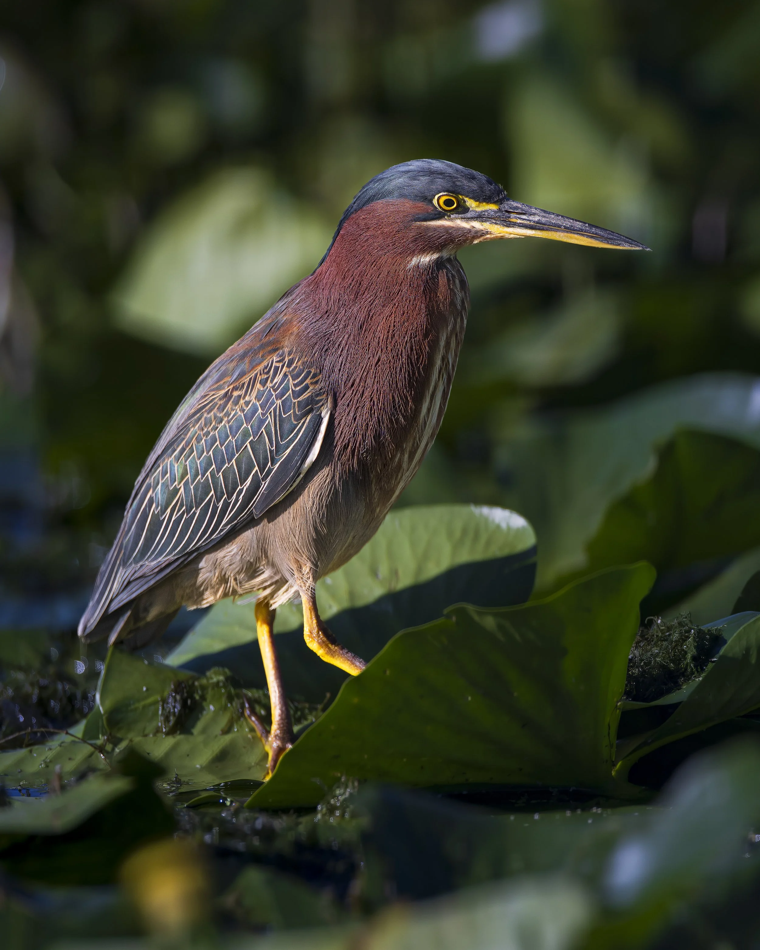 Green Heron Lily Pad.jpg