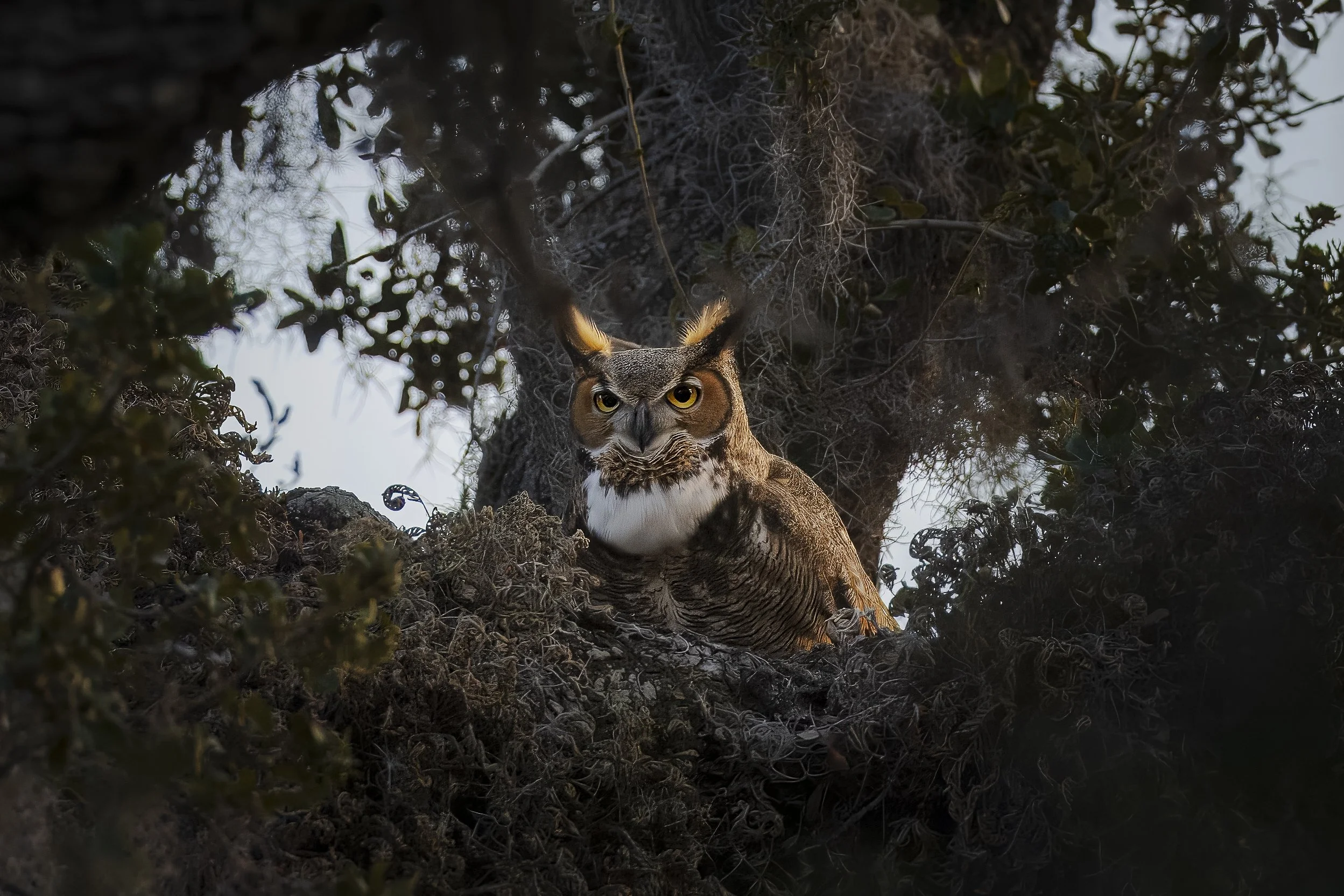 GHO bathed in backlight.jpg