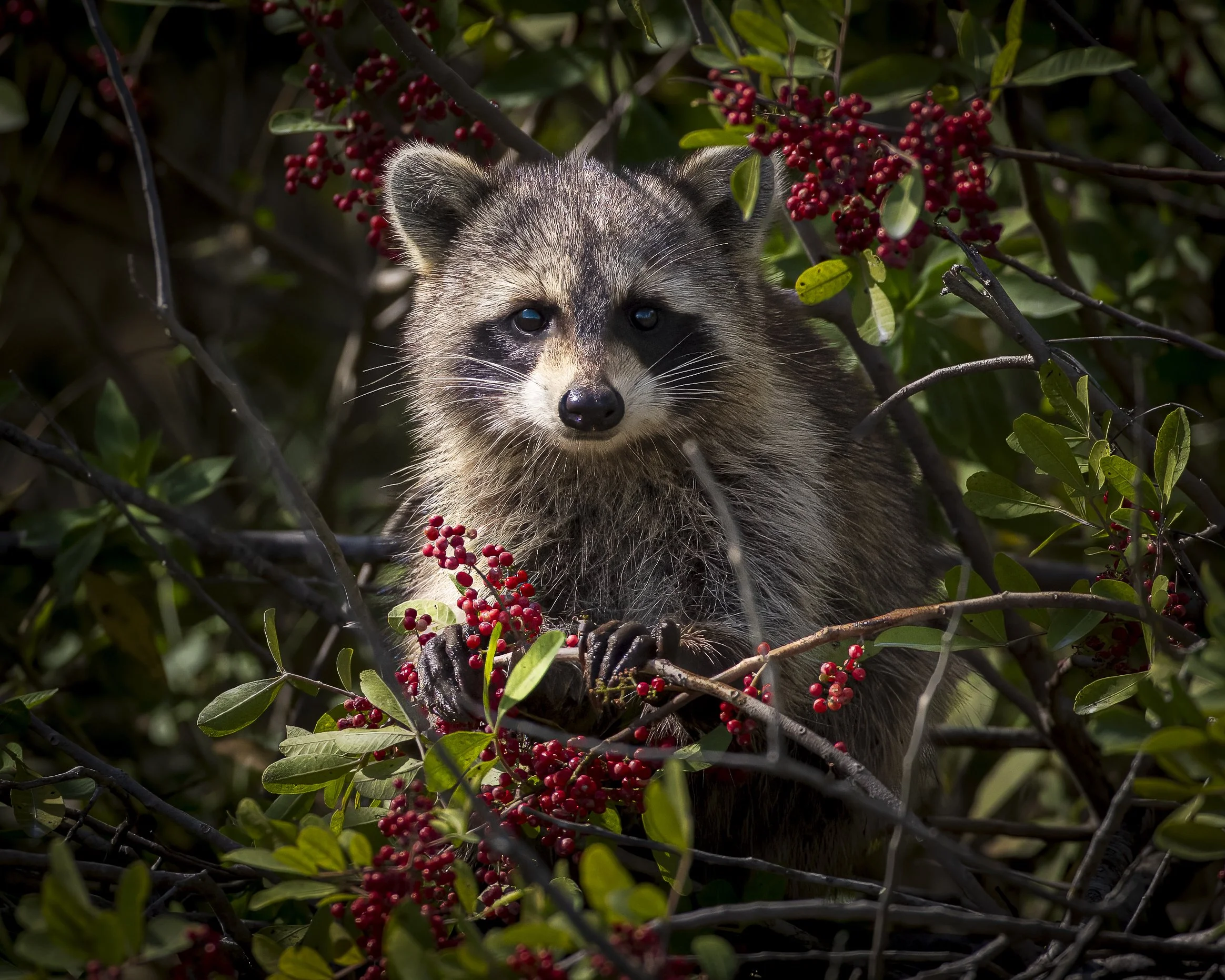 Florida Coon.jpg