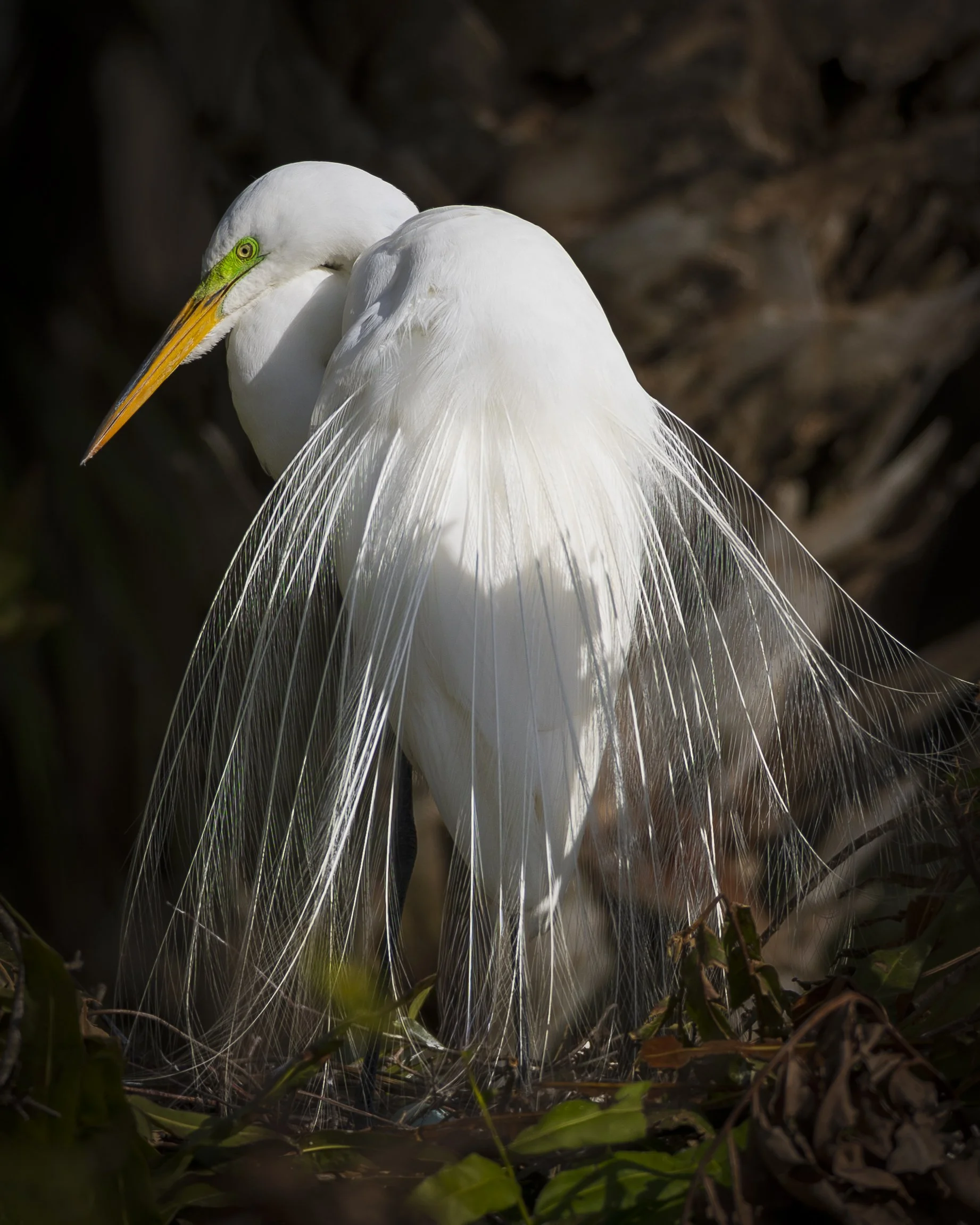 Egret Plume.jpg