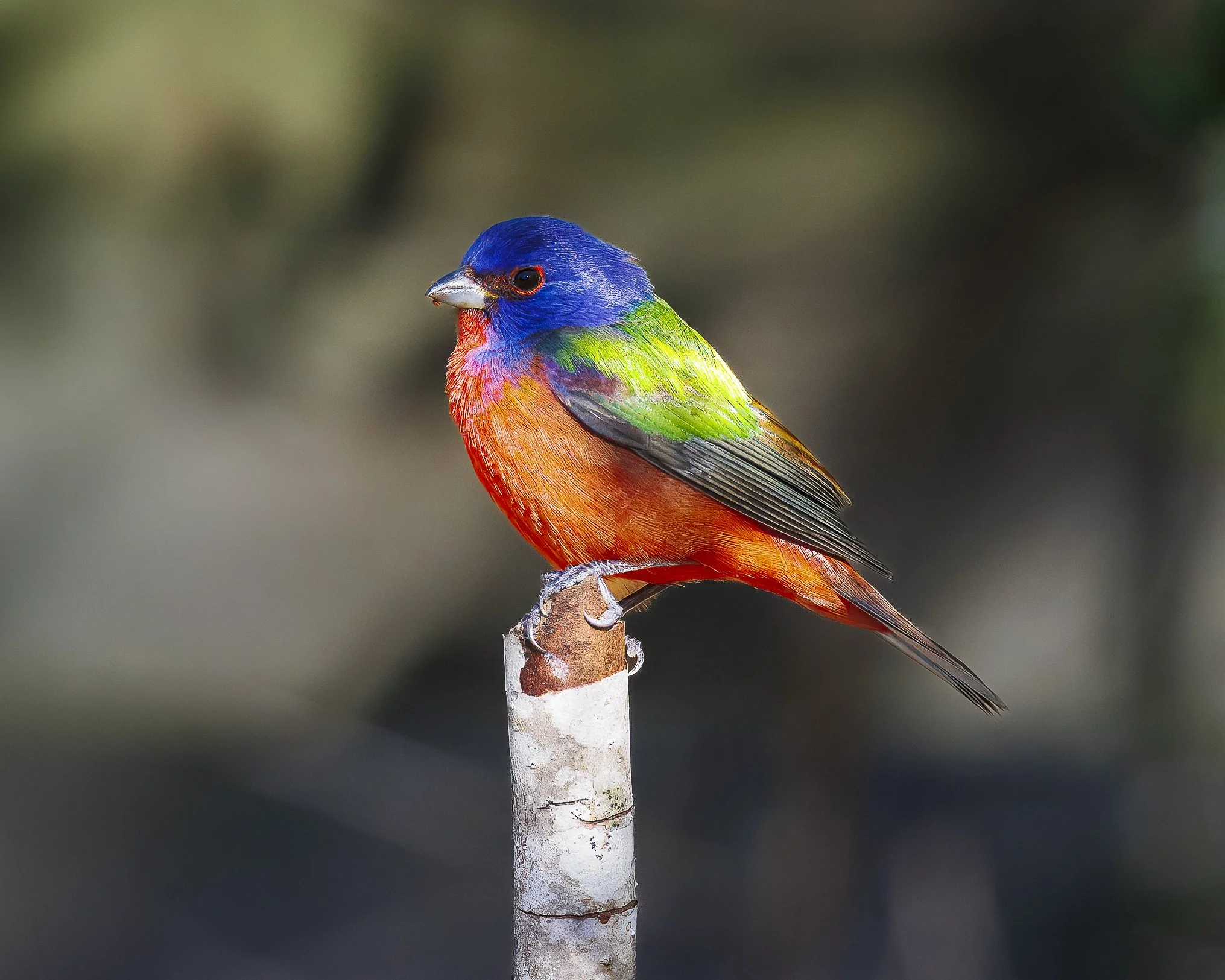 Painted Bunting-2.jpg