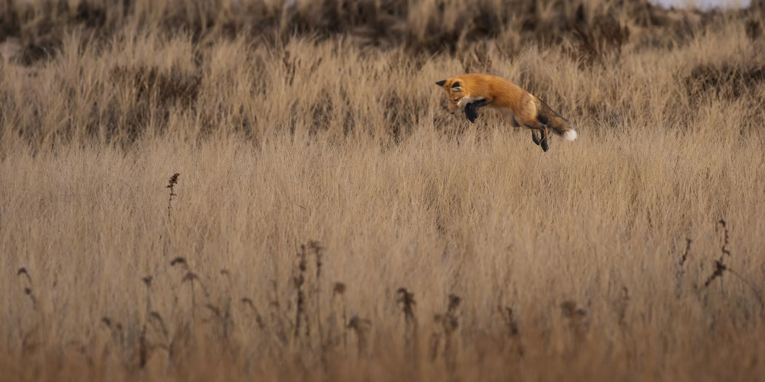 Fox Leap-3.jpg