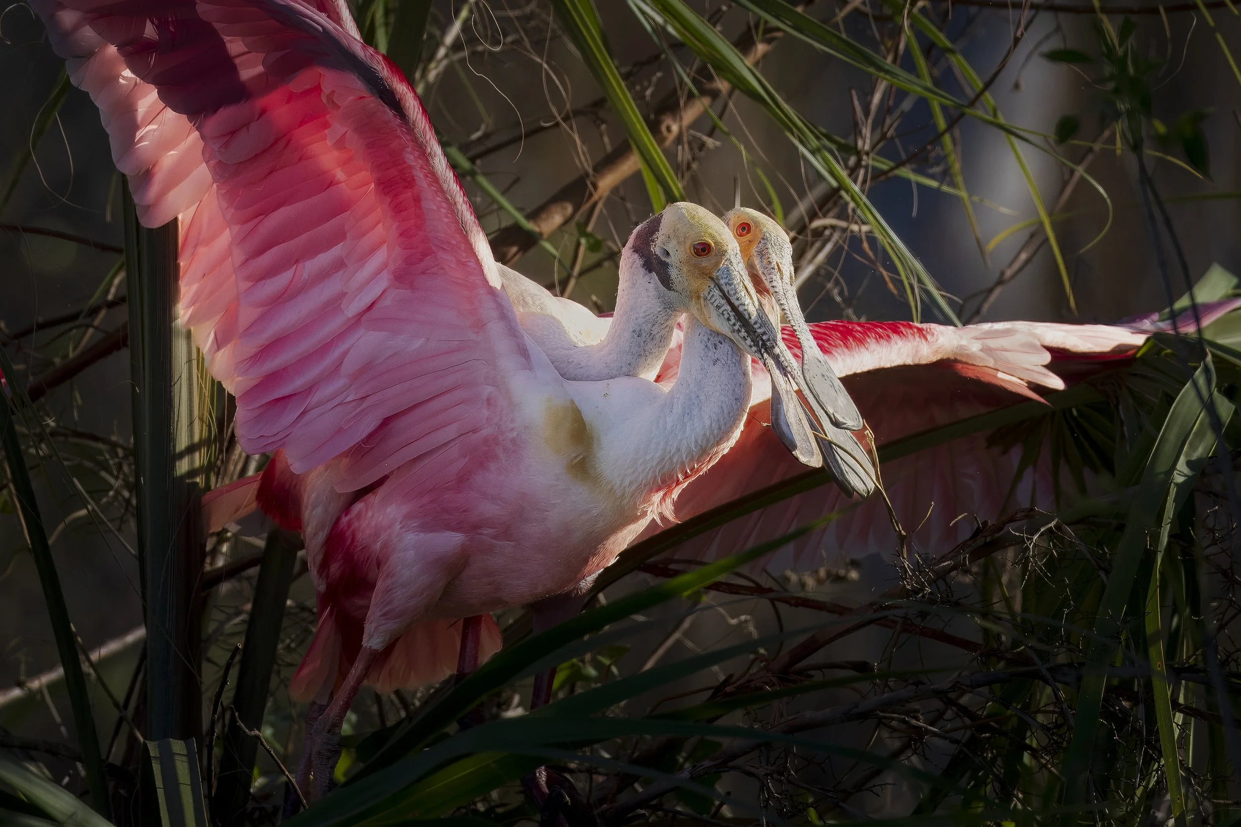 Roseatte Dispute.jpg