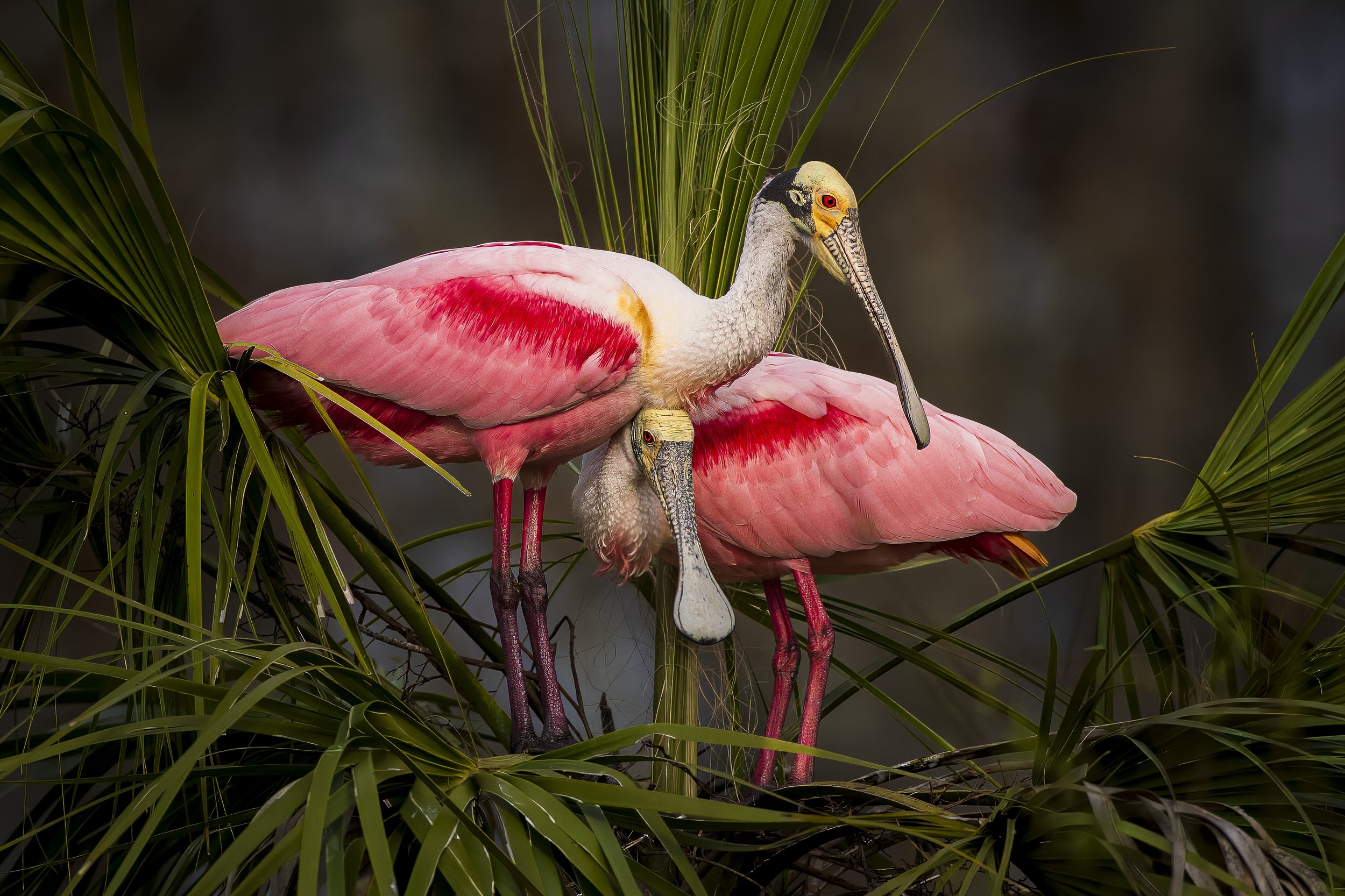 Roseatte Couples Goals.jpg