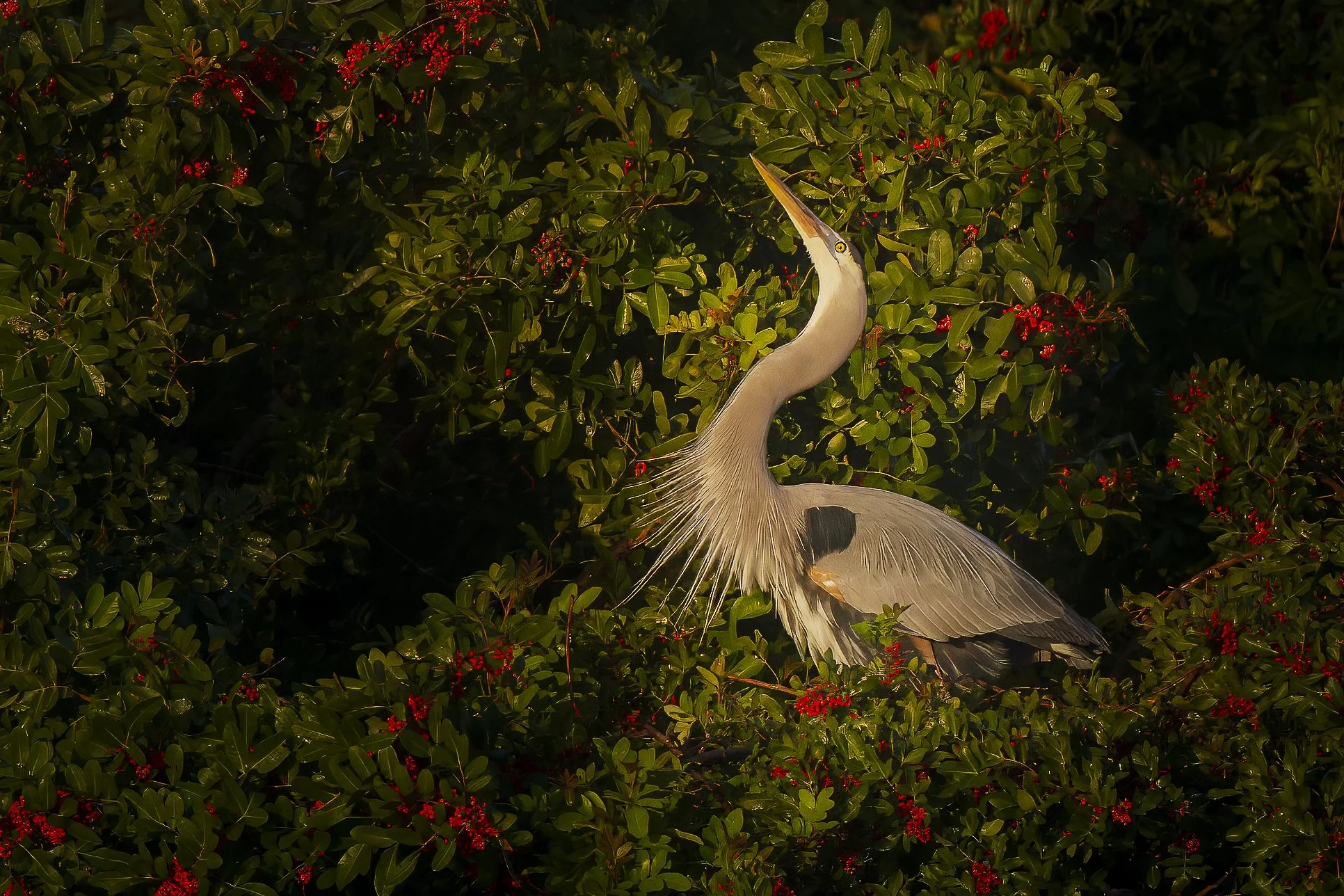 Great Blue with Plume.jpg
