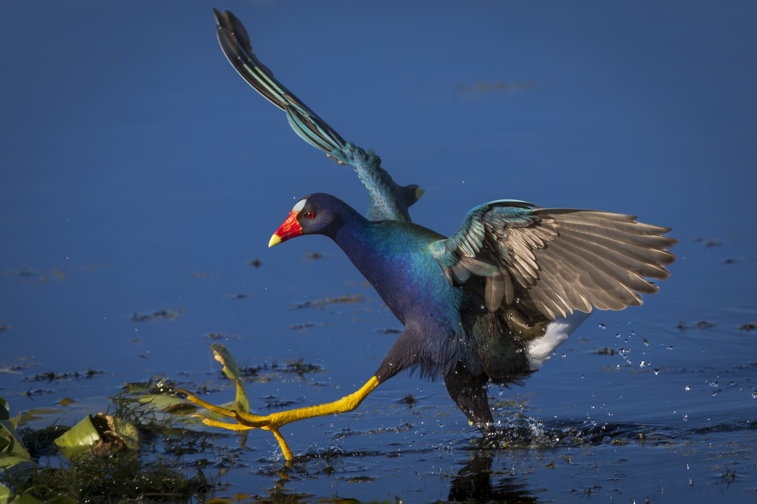 Purple Gallinule.jpg