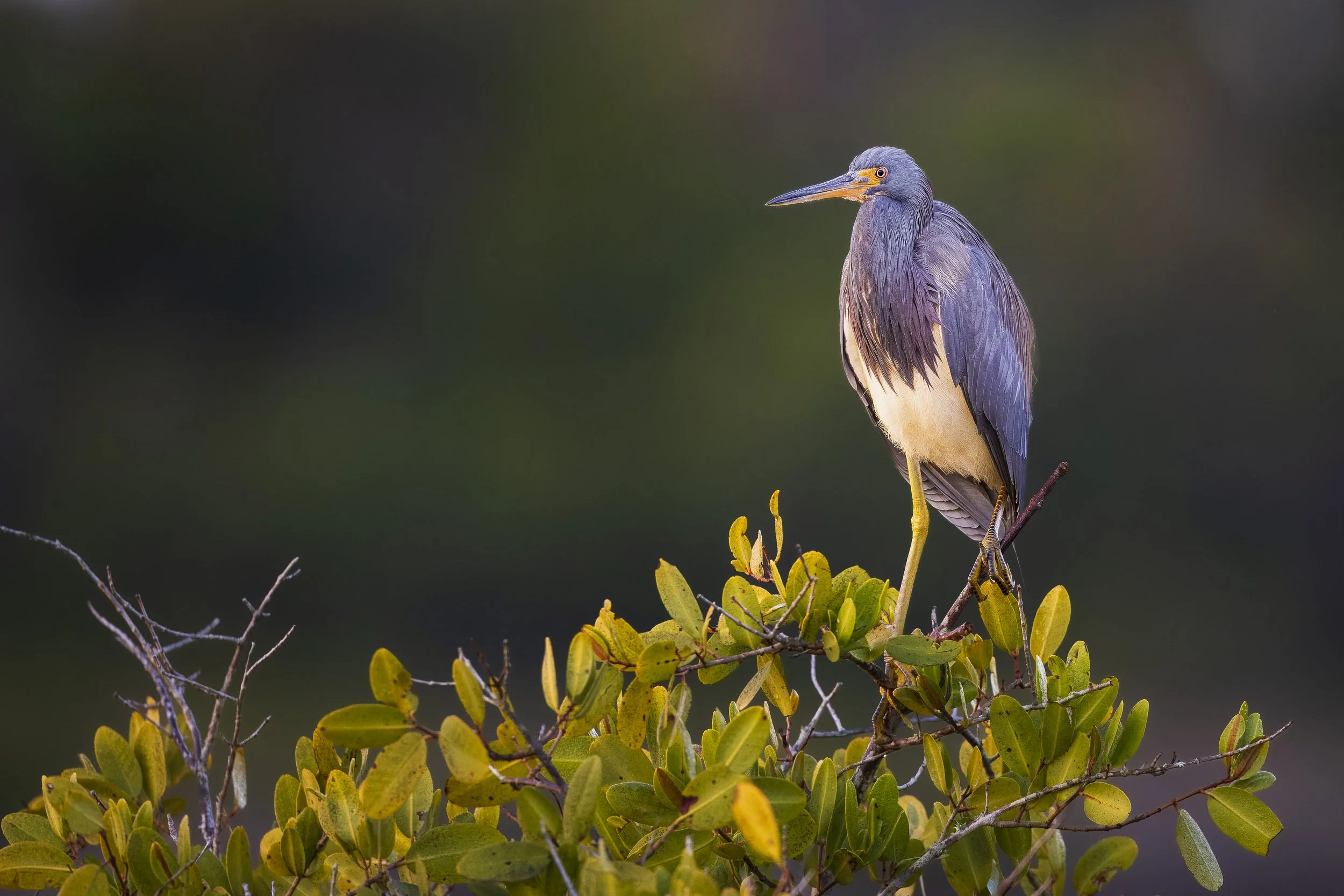 Tri Colored Heron MI.jpg