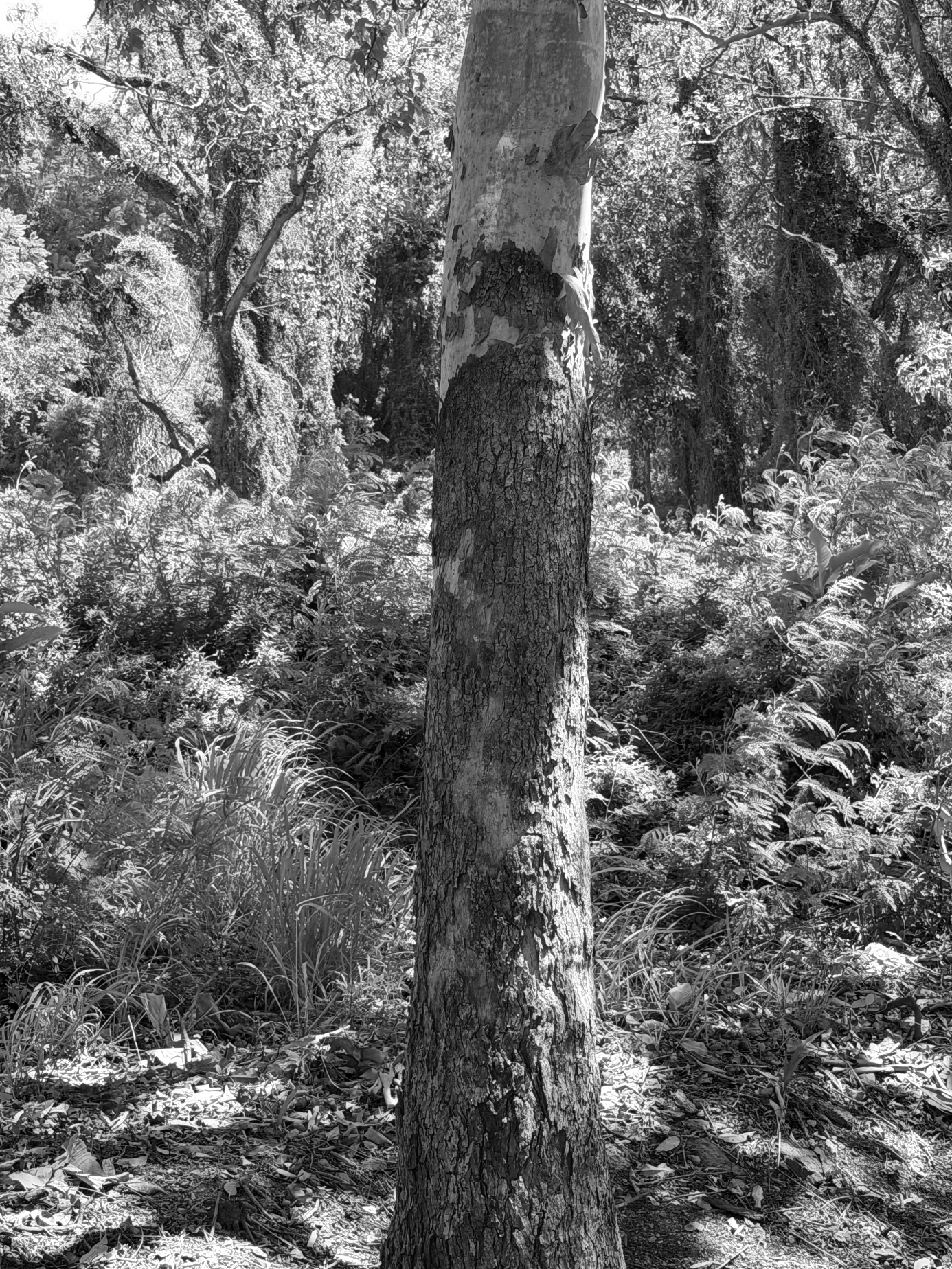 Brisbane Boys College