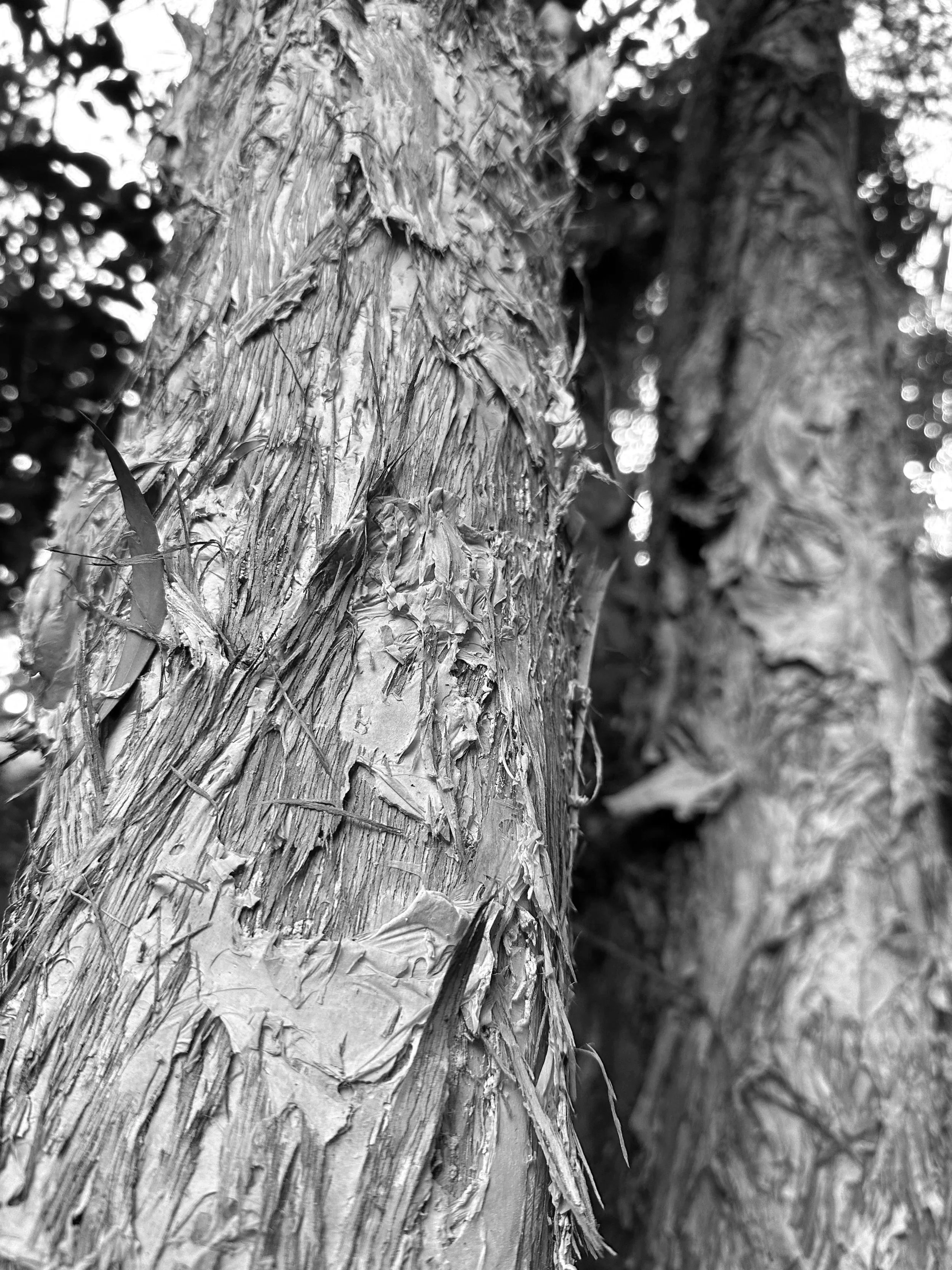 BCE - Windsor Secondary School