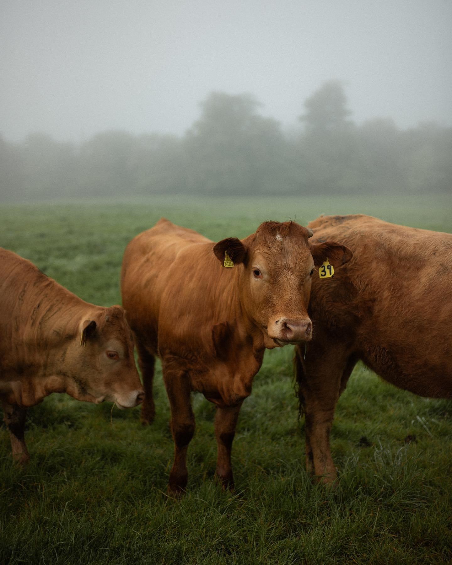 Inquisitive cattle, as the haar rolls in.

#Cattle #Haar #Livestock #ScottishFarming #foggyMorning #Agriculture #Farming #CountryLife #Rural #ExploreScotland