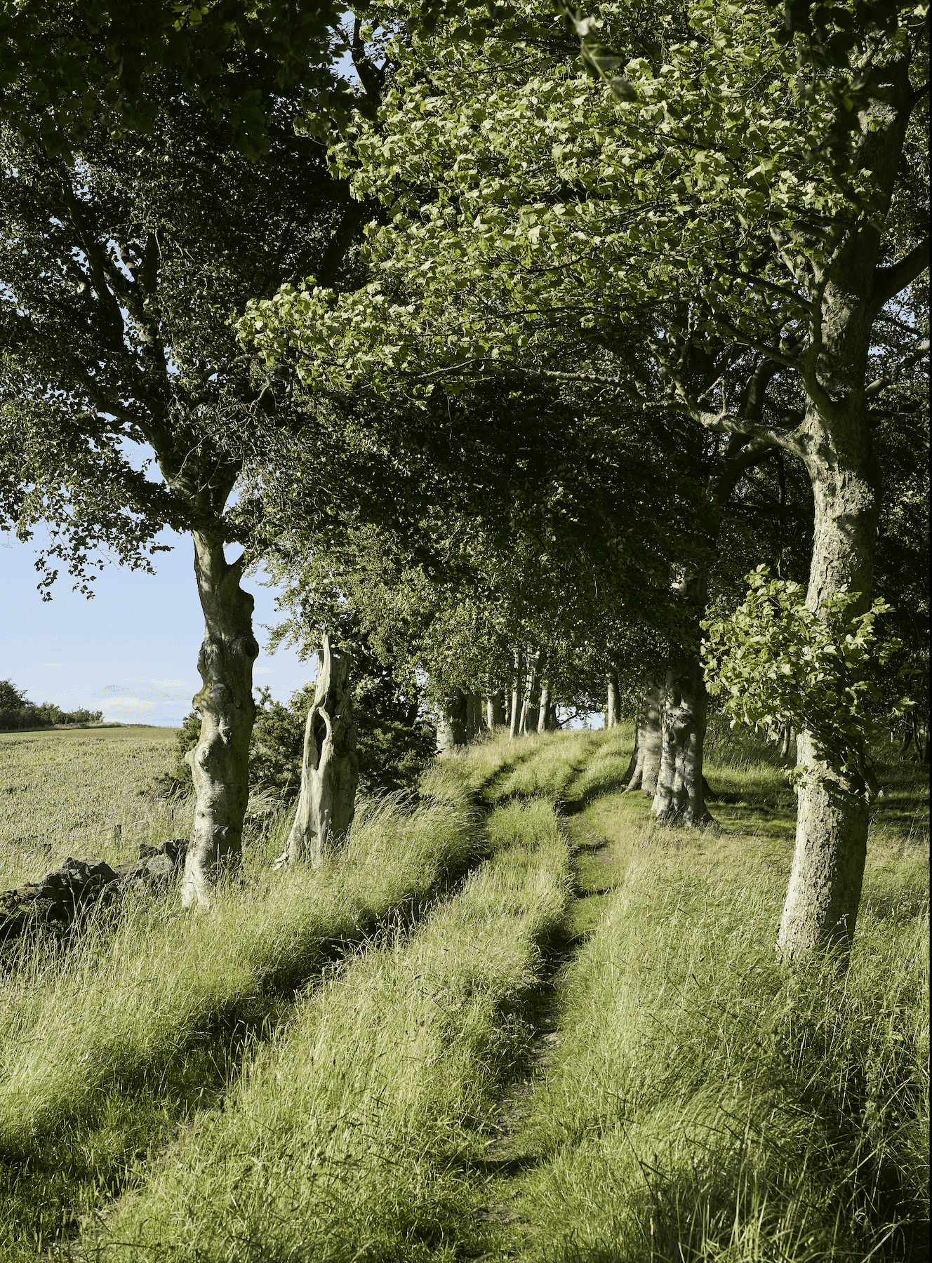 Luxury Holiday Homes In Scotland | Balcarres Estate