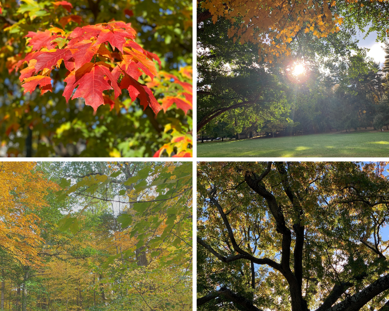 November 2025 Community Connector