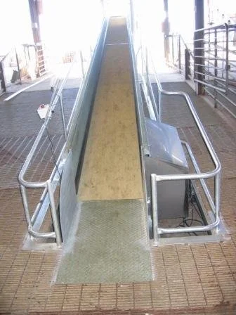 Calf Conveyor Ramp Alliance Pukeuri.JPG