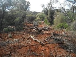 Jupiter Mines Limited.jpg