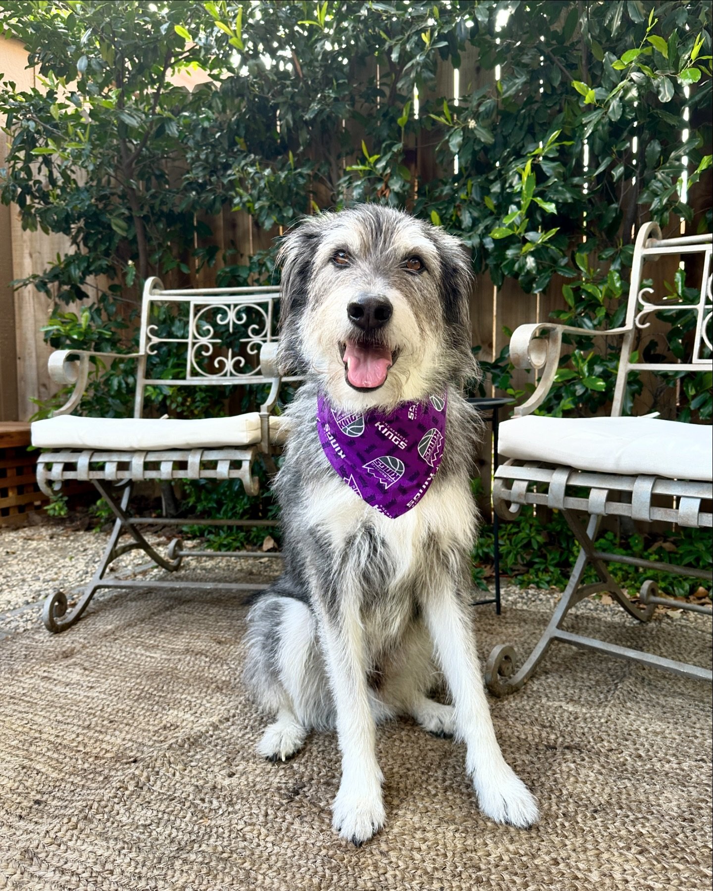 Franklin our City of Sacramento District 3 four-legged friend says, &ldquo;Let&rsquo;s go Sacramento Kings!!!👑💜&rdquo; #Sacramento #SacramentoProud #Kings #frontstreetanimalshelter