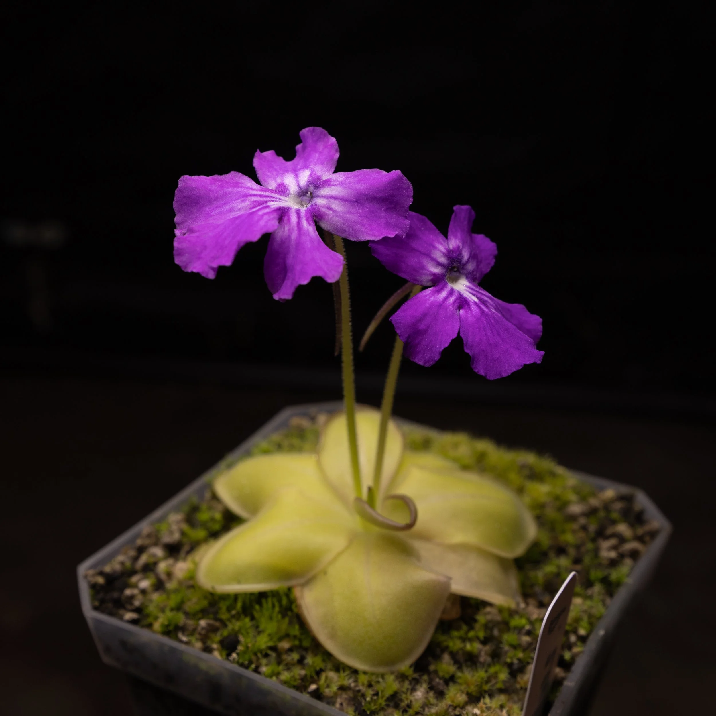 Pinguicula zecheri