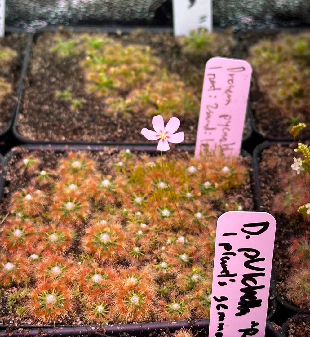 Drosera pycnoblasta [Gemmae]  Bogman Plantenstein