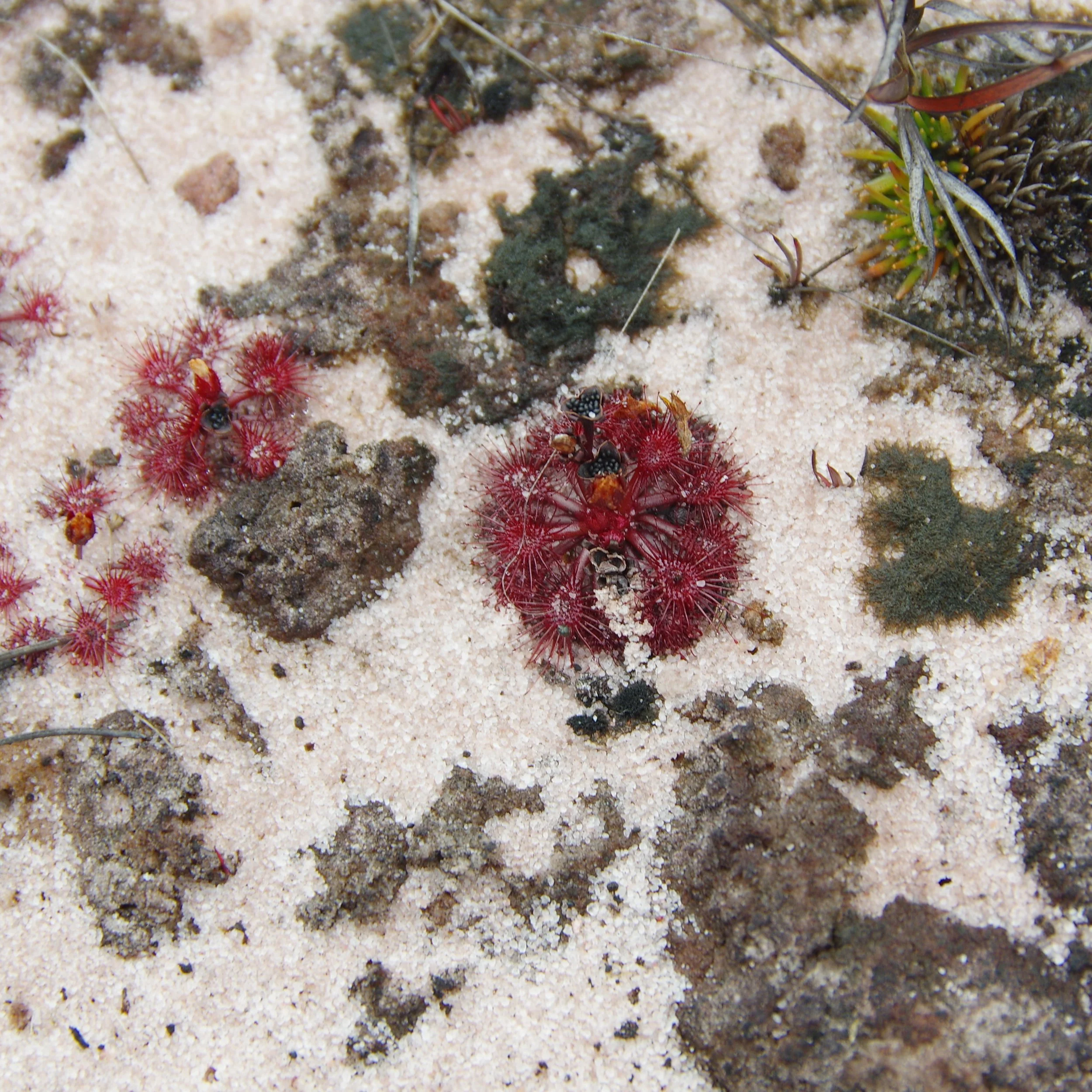 Drosera felix with visible seed "splash cups".