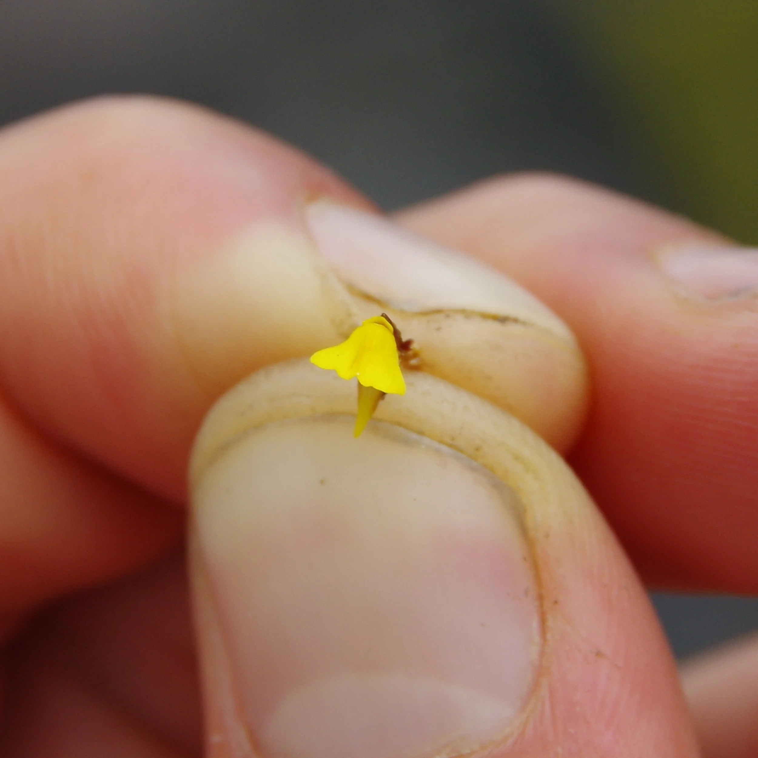 A small Utricularia.