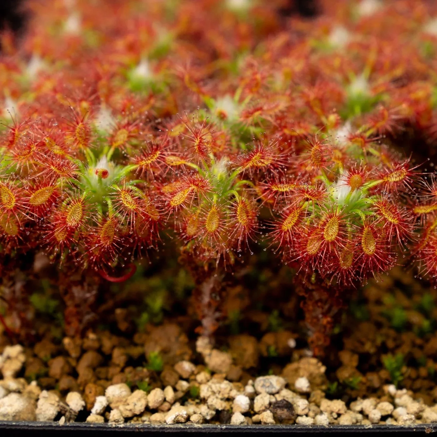 GEMMAE - Drosera gibsonii