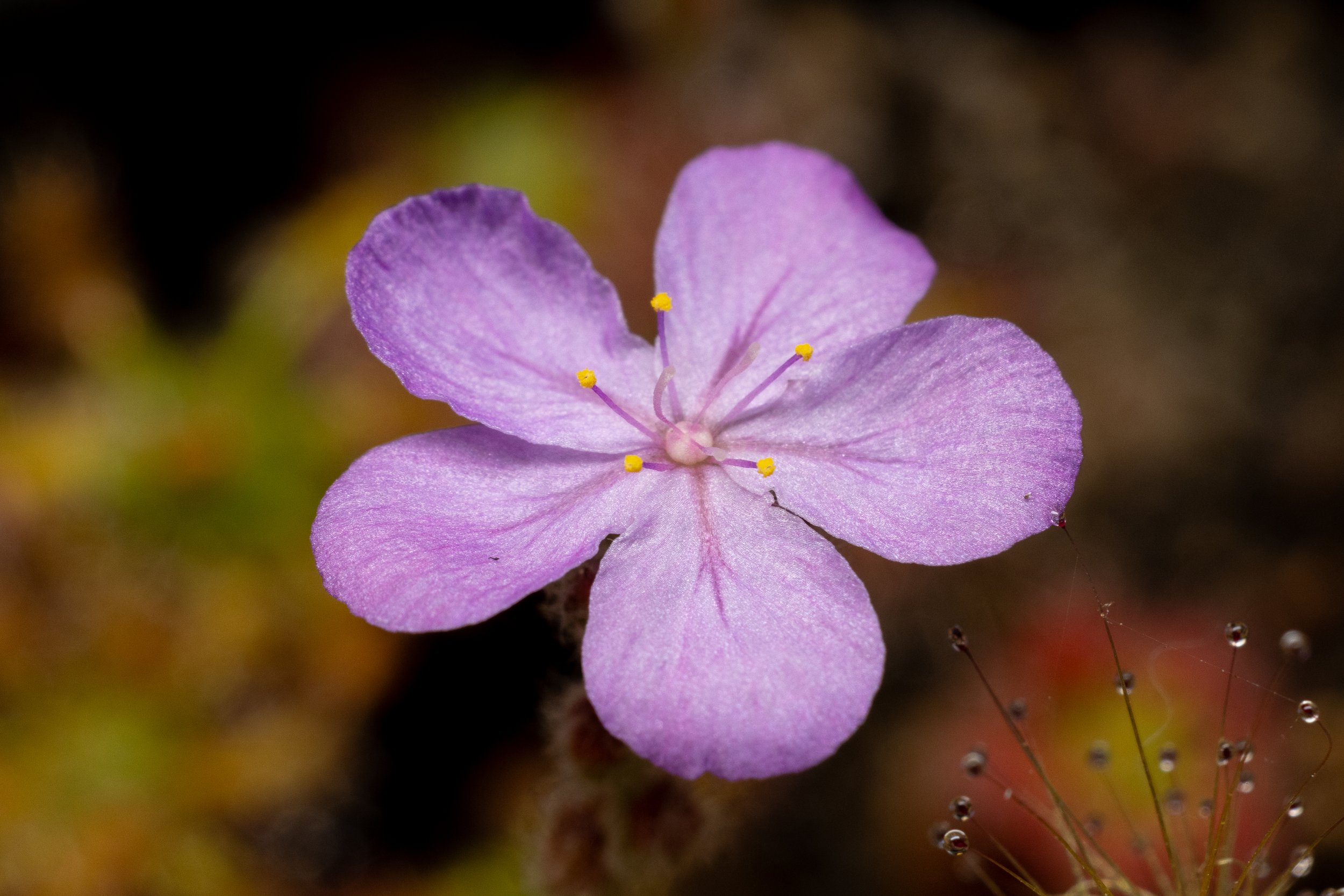 Drosera lasiantha flower