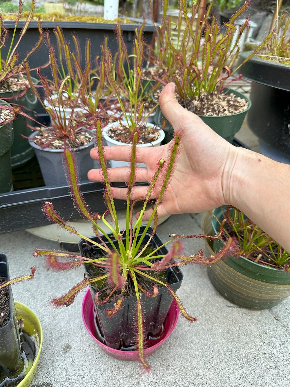 leucadendron plant Leucadendron 'Safari Sunset': burgundy foliage protea plant  Bonte Farm