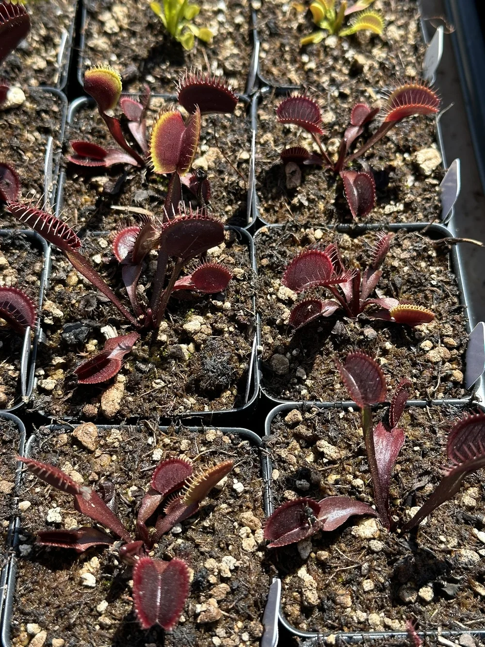 Venus Flytrap 'Petite Dragon' x 'Petite Dragon' — Bogman Plantenstein