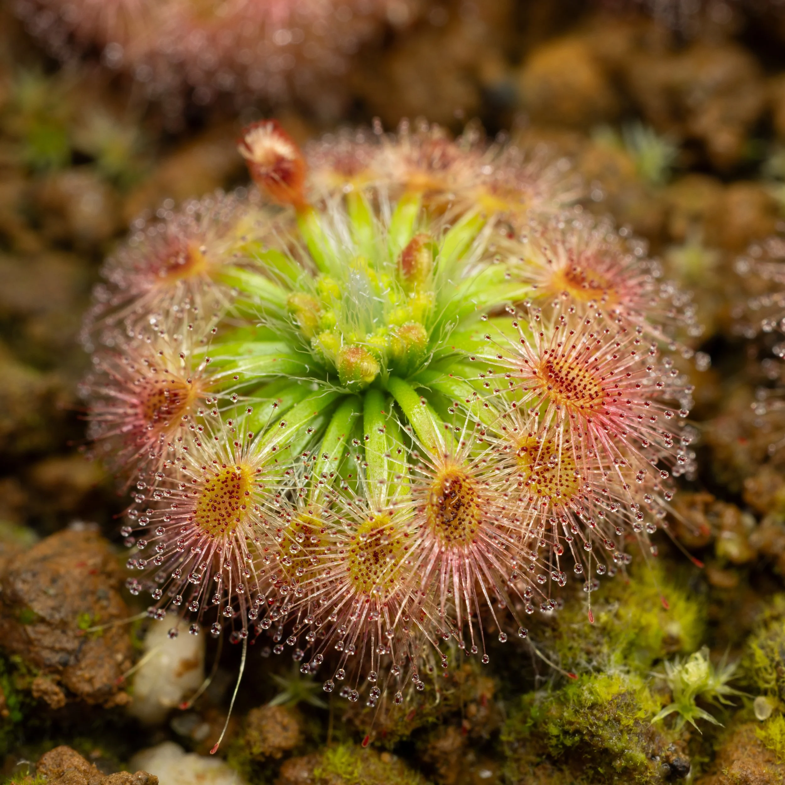 Drosera bindoon