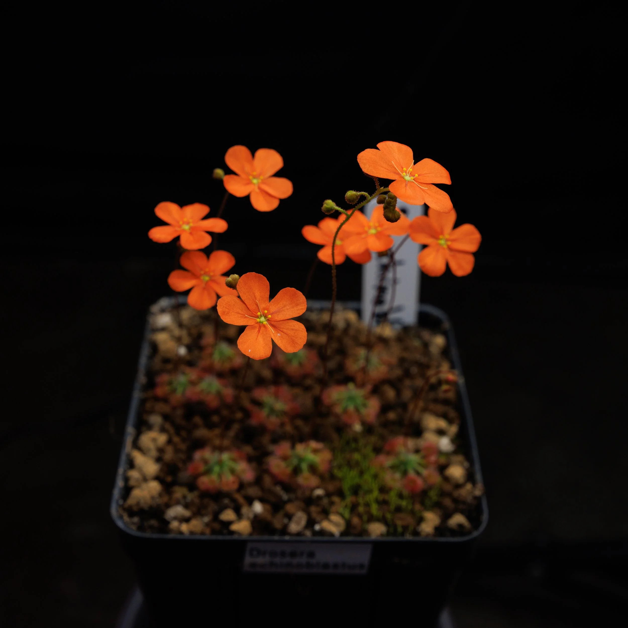 Drosera echinoblastus
