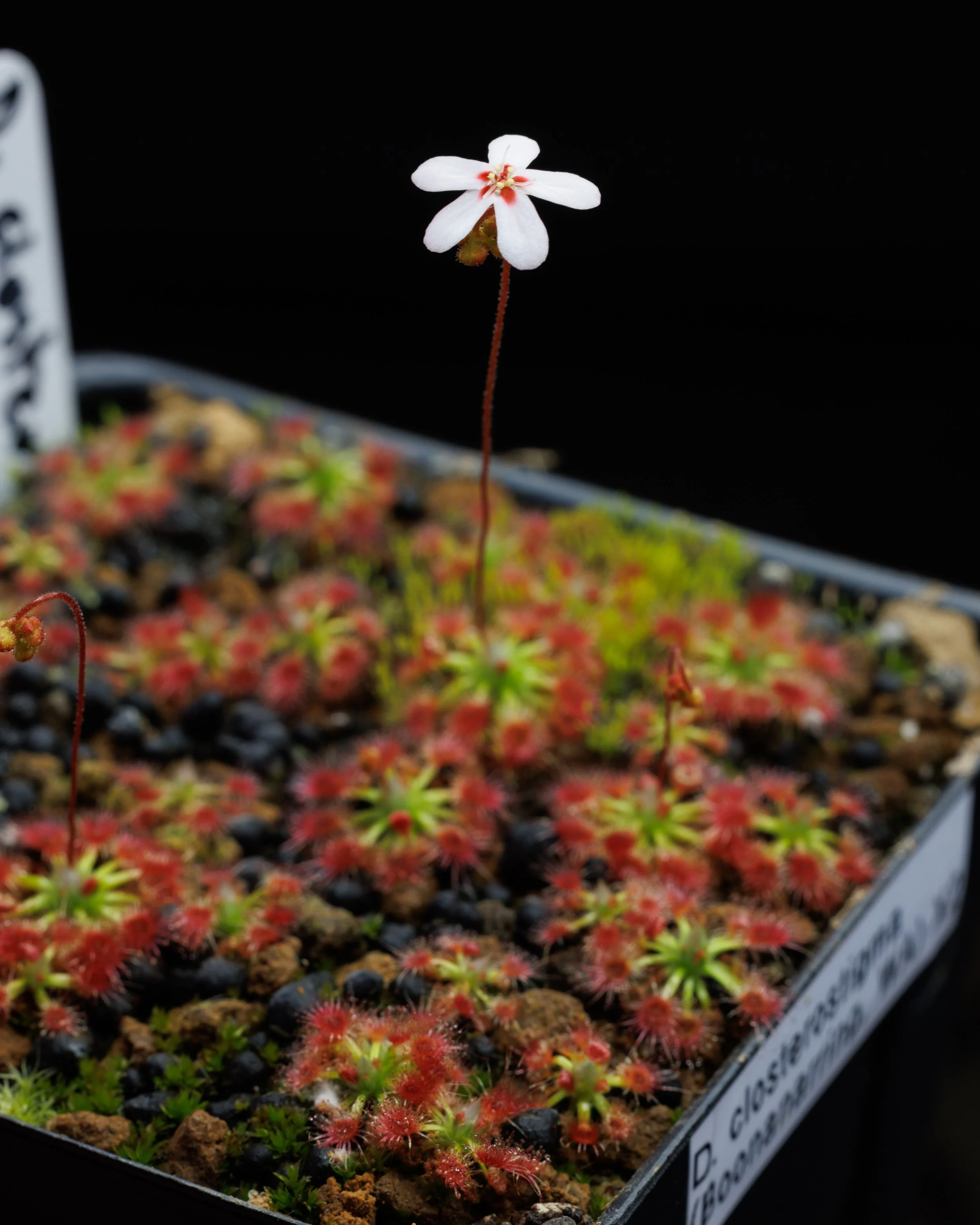 Drosera closterostigma
