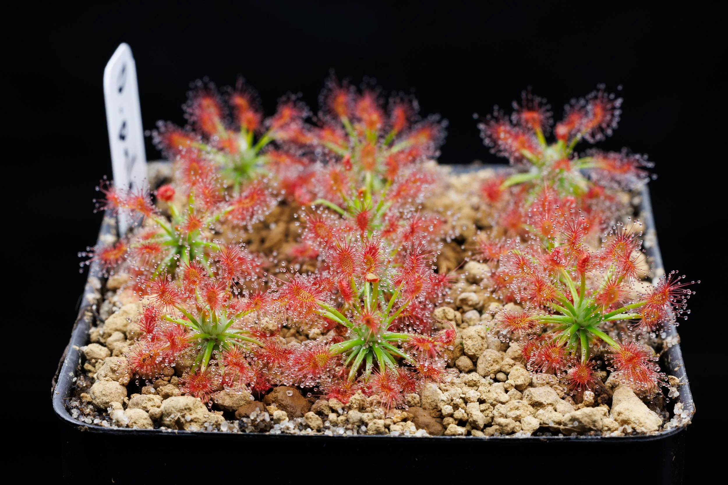 Drosera paleacea