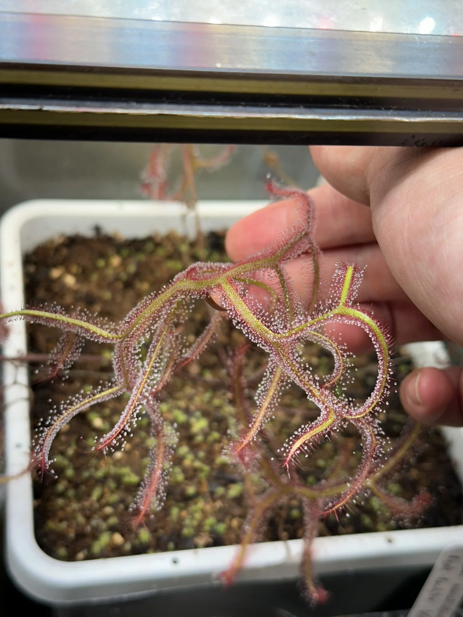 Drosera x 'Marston Dragon'
