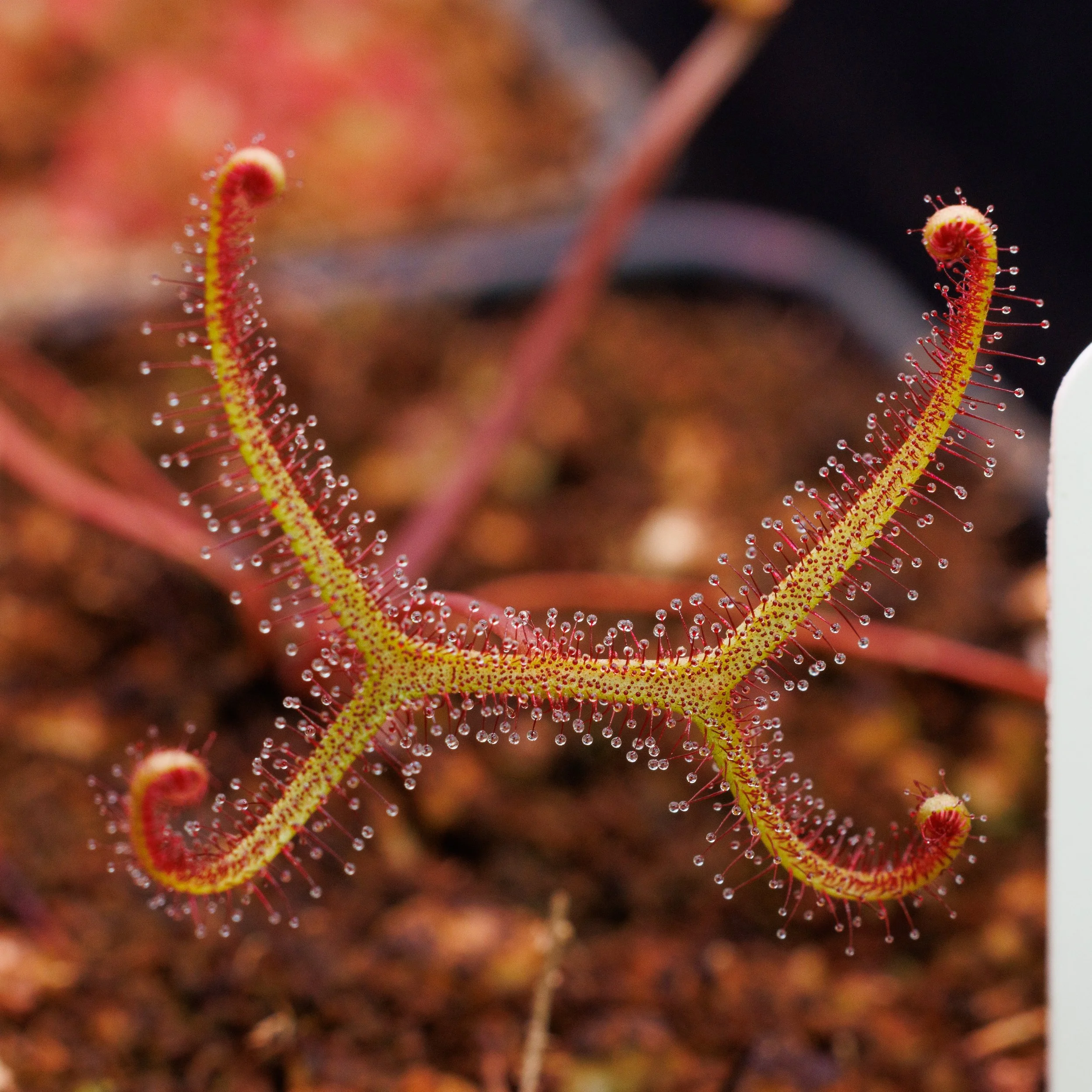 Drosera x 'Marston Dragon'