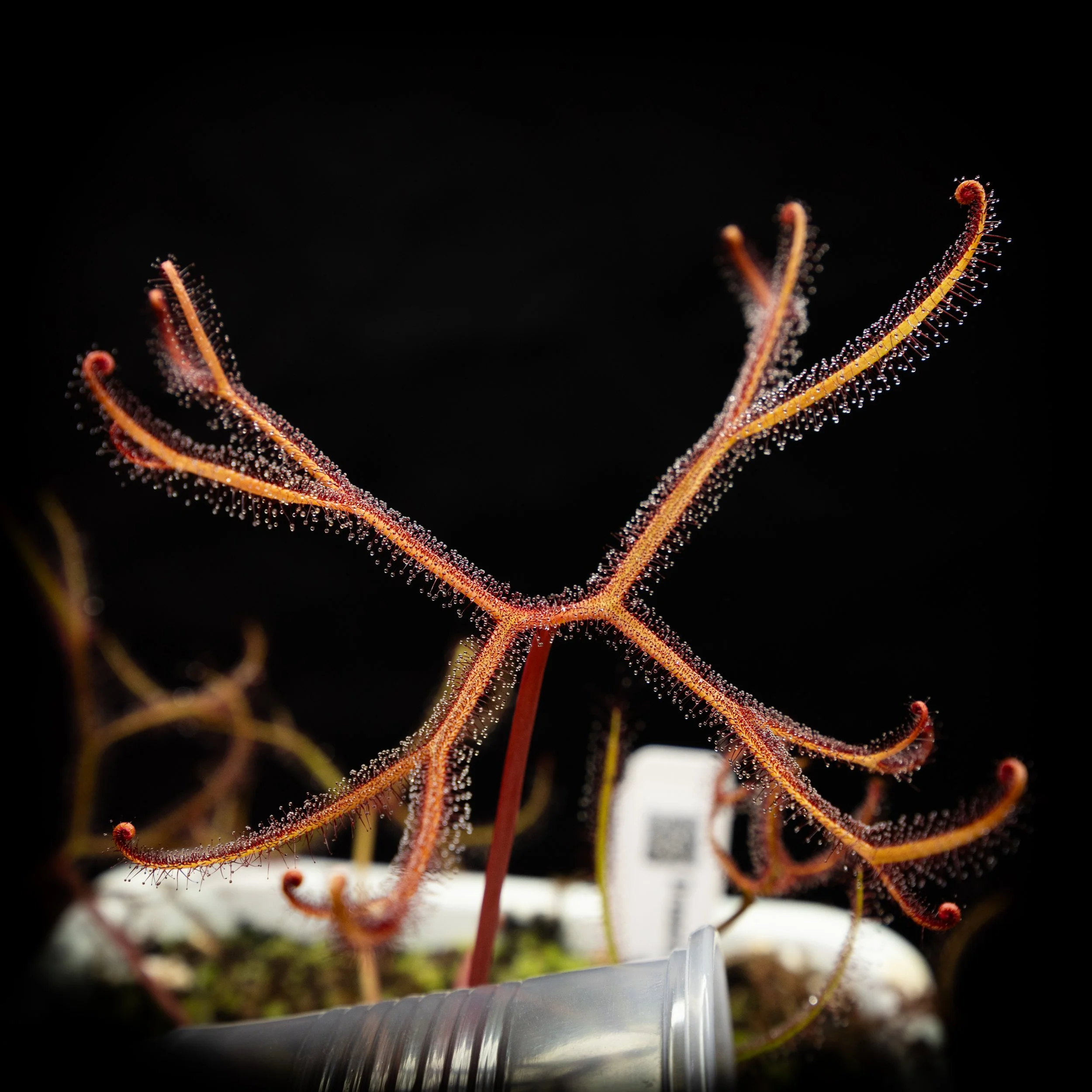 Drosera binata var. multifida f. extrema