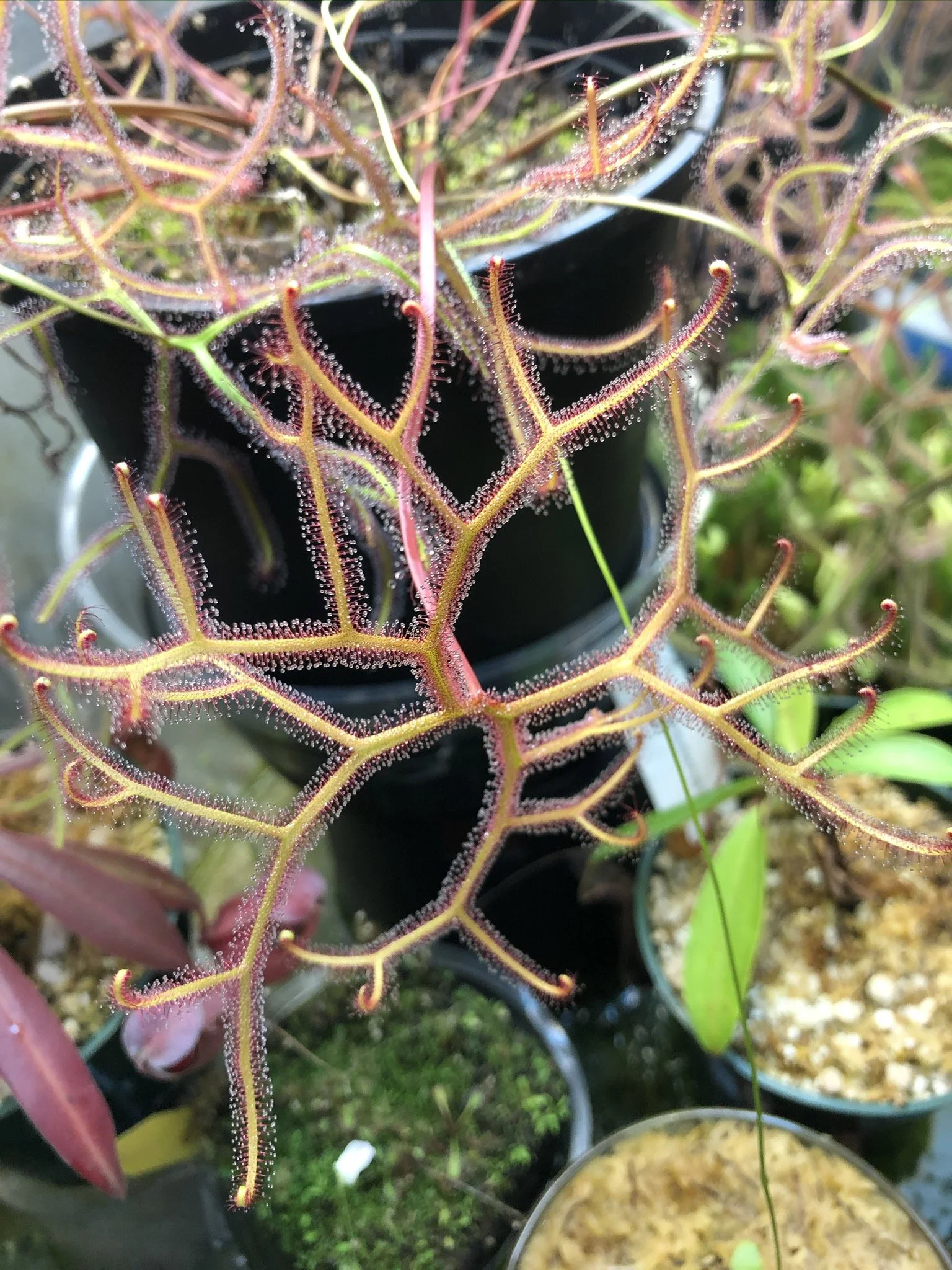 Drosera binata var. multifida f. extrema