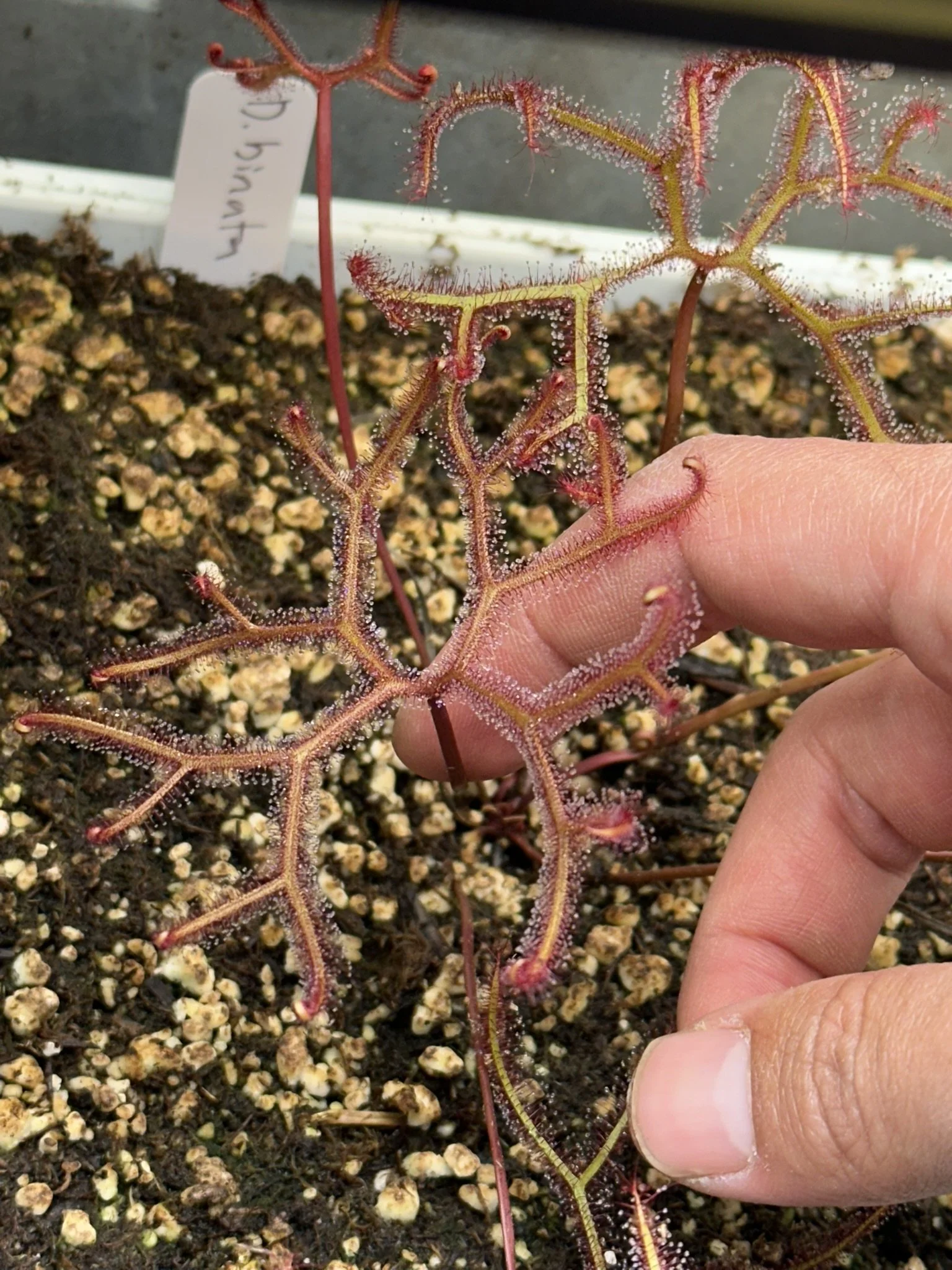 Drosera binata var. multifida f. extrema