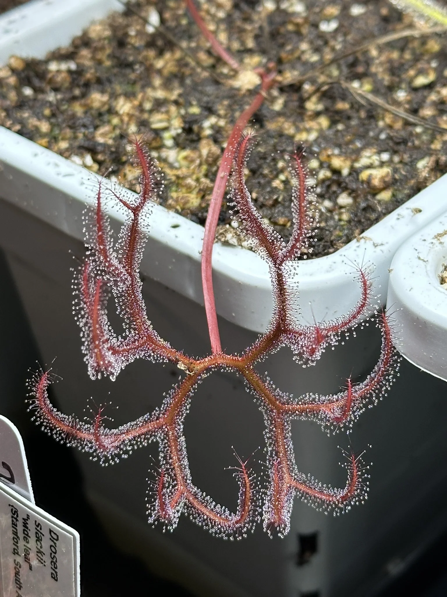 Drosera binata var. multifida f. extrema