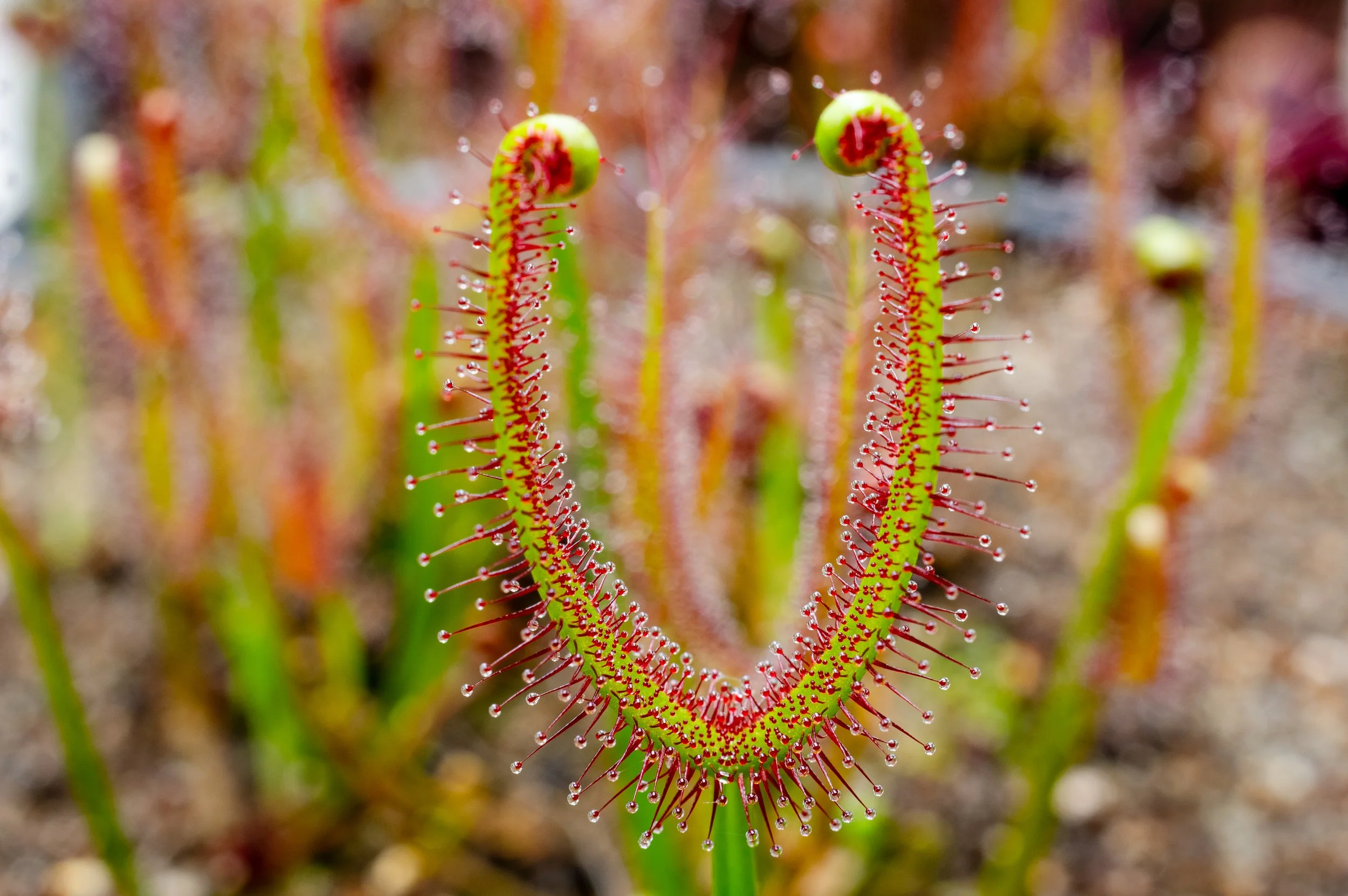 Drosera binata