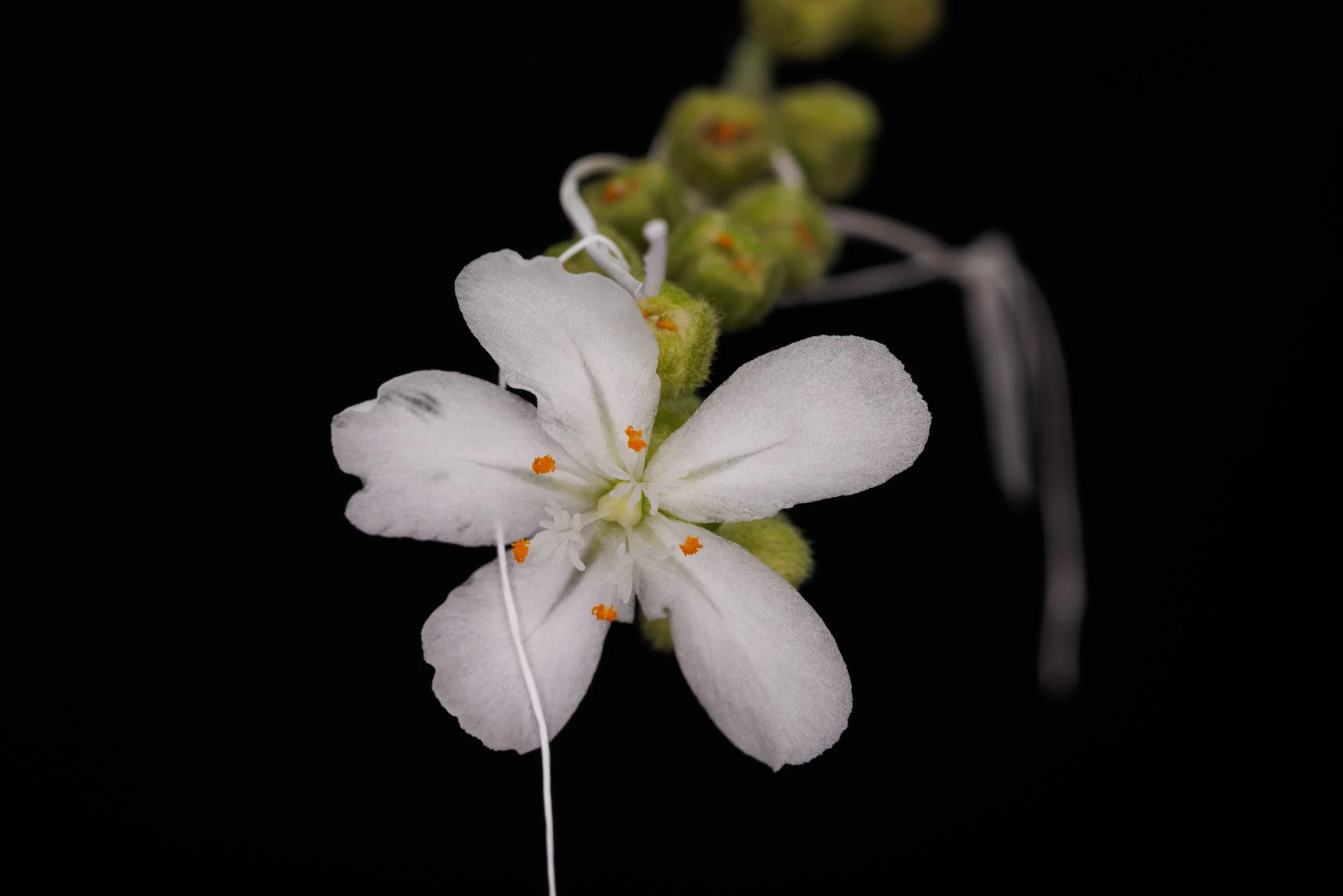 Drosera aff. lanata "grey-green leaves, red traps, NT form"