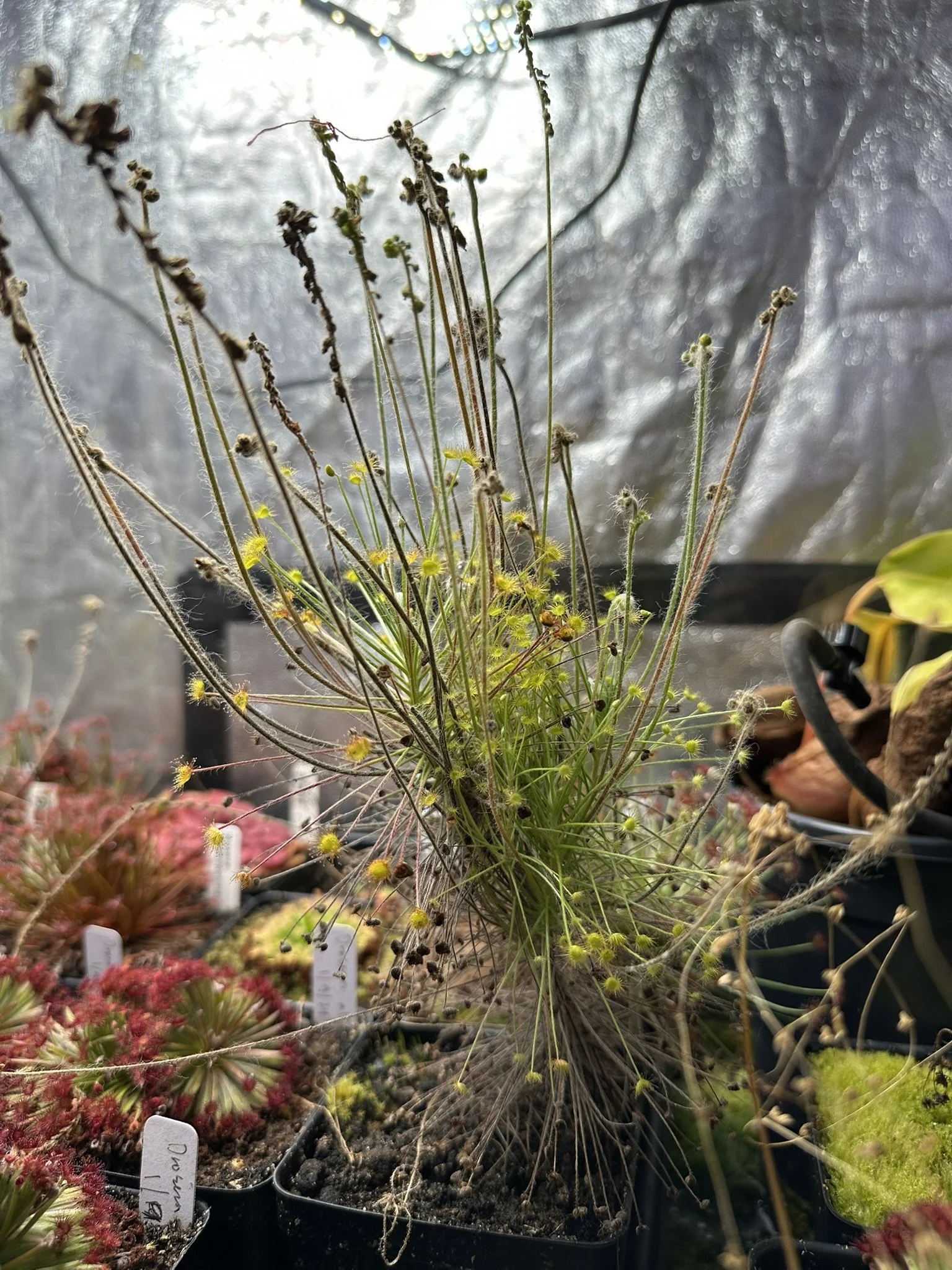 Drosera paradoxa "Type Form" (Theda, Kimberley, Western Australia)