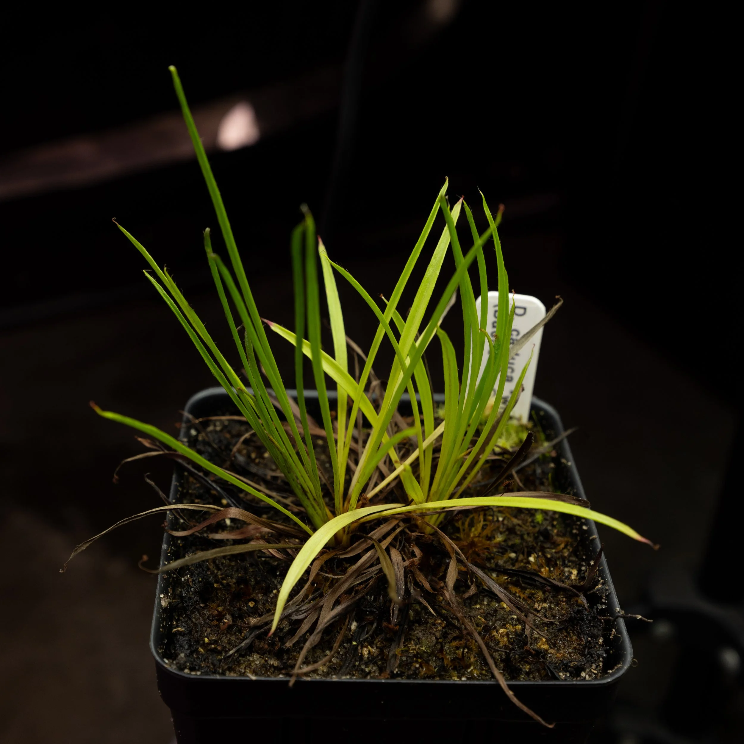 Drosera caduca “wide leaf, white flower” (Bachsten Creek, Western Australia)